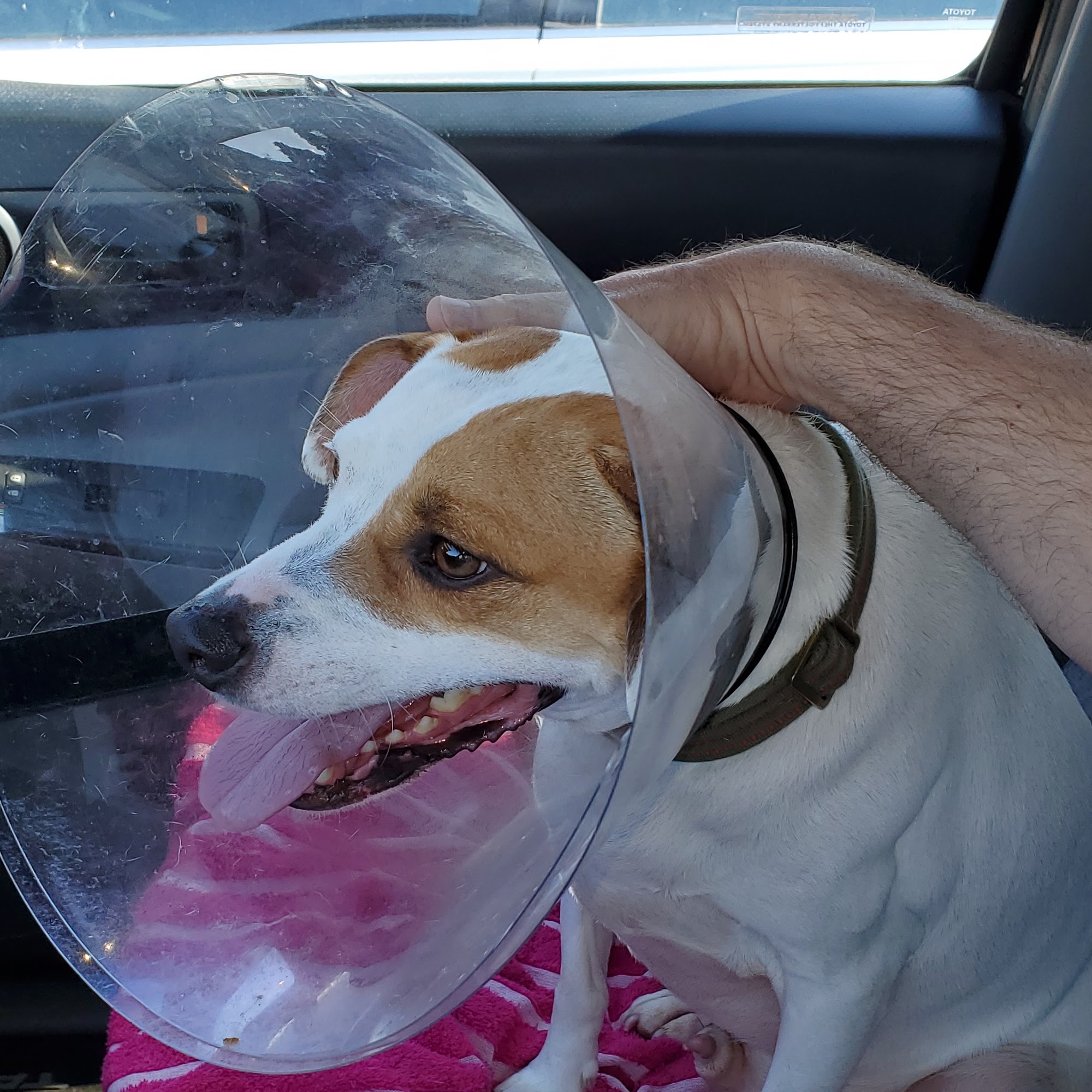 Gluckstadt Animal Hospital: Strudivant Clint DVM Madison