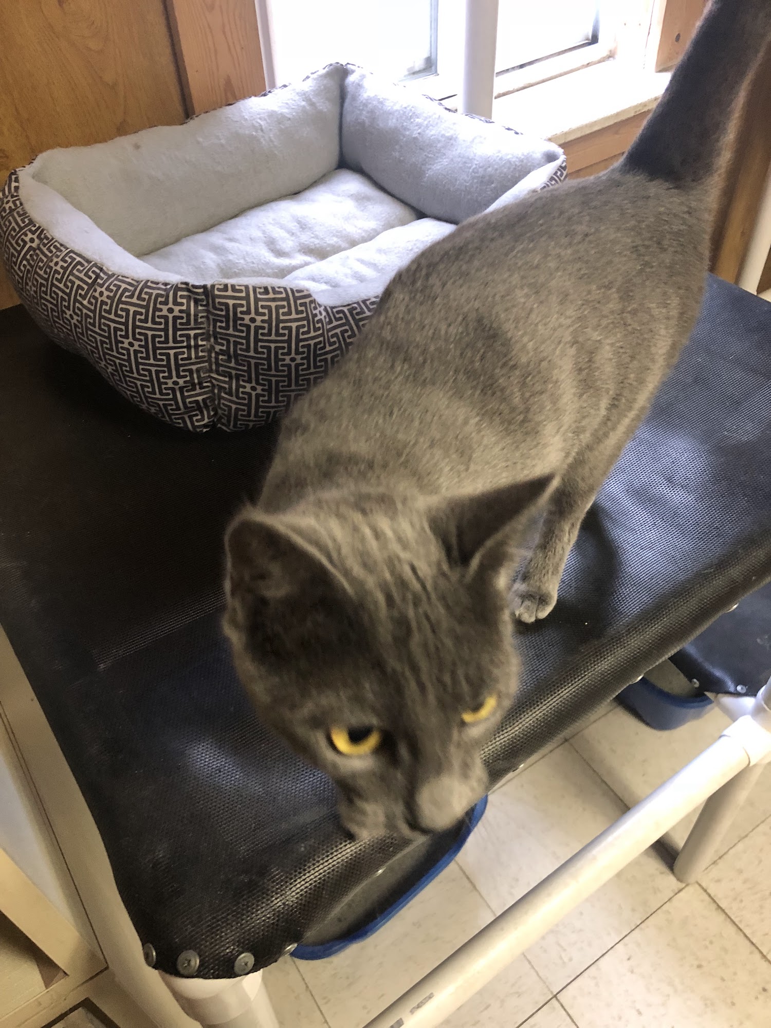 Webster Animal Shelter Madison