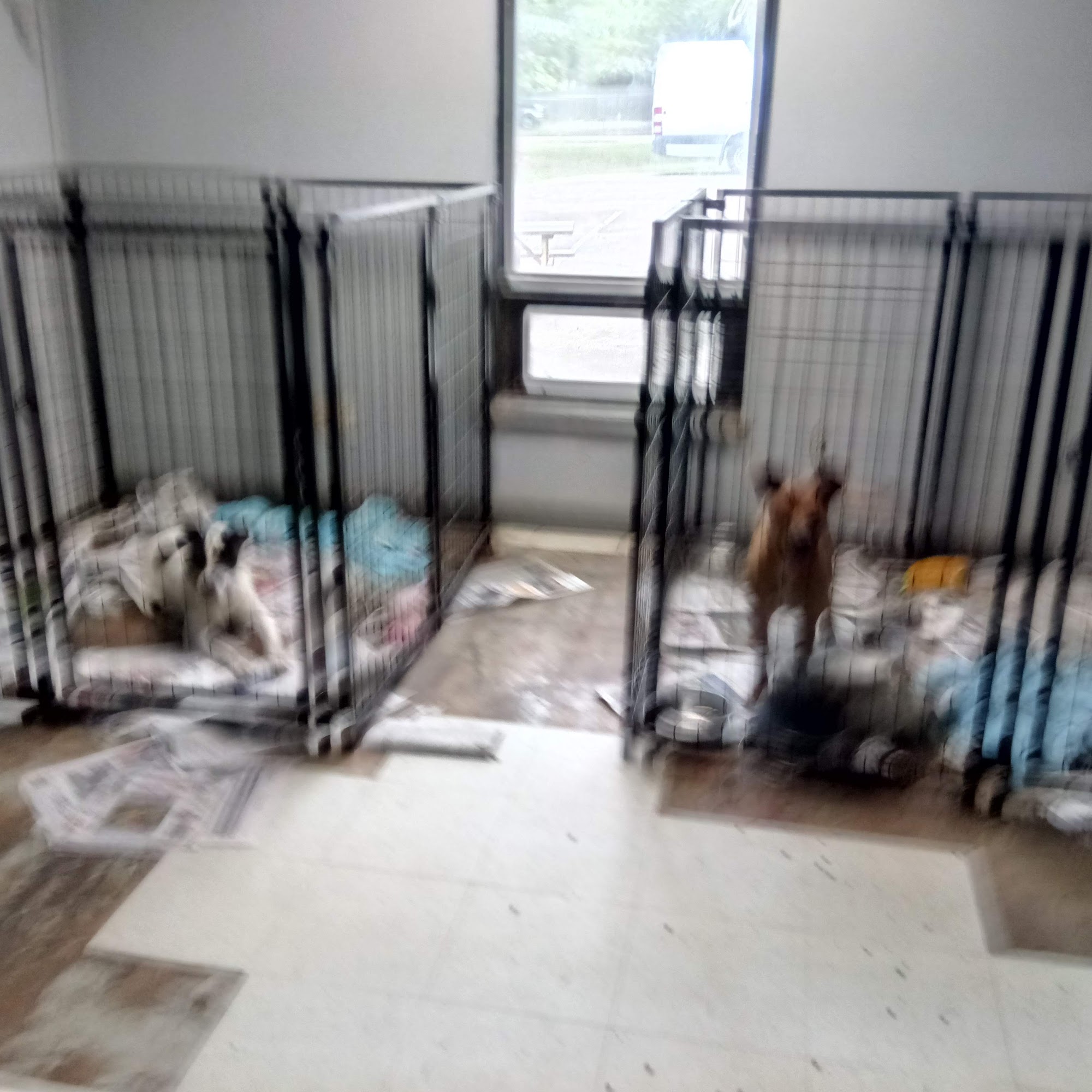 Webster Animal Shelter Madison