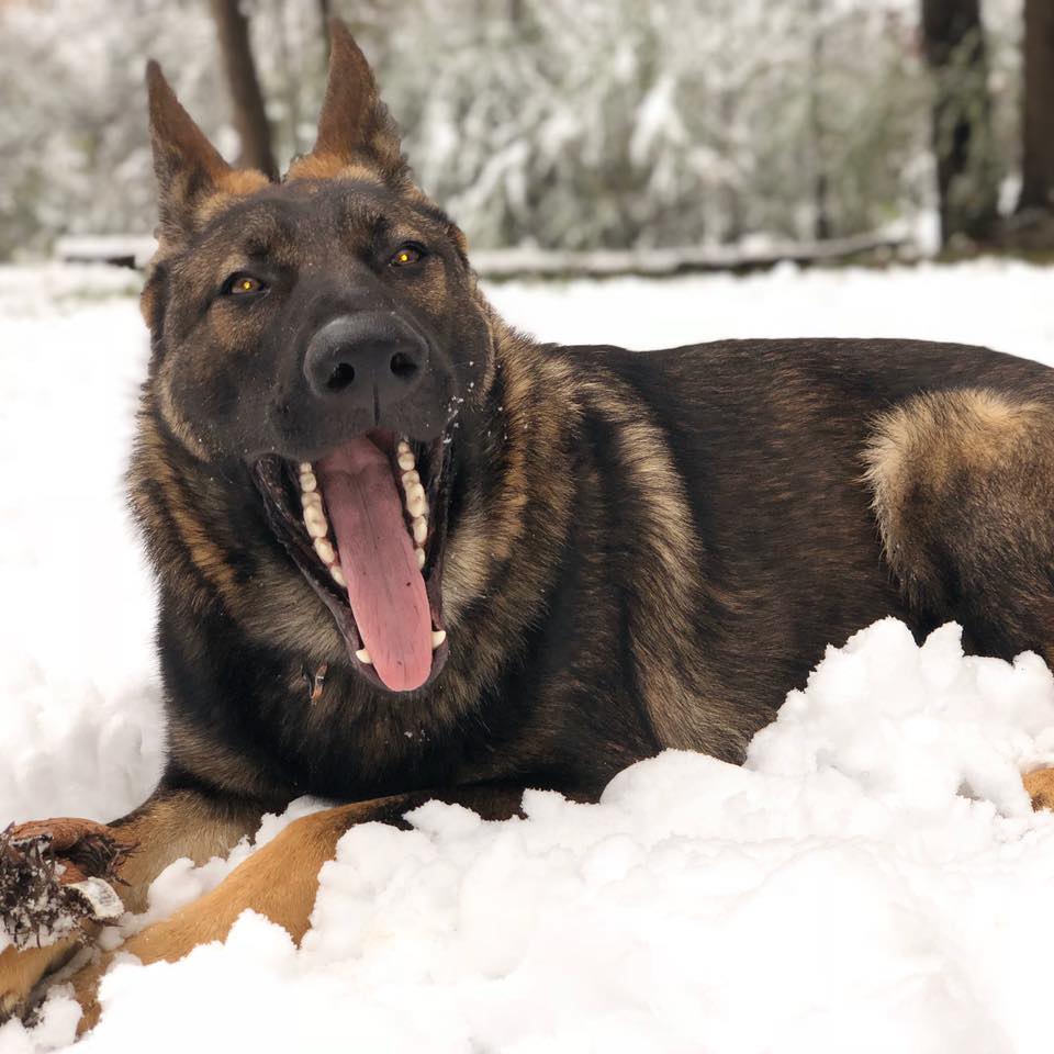Gardner Kennels Madison