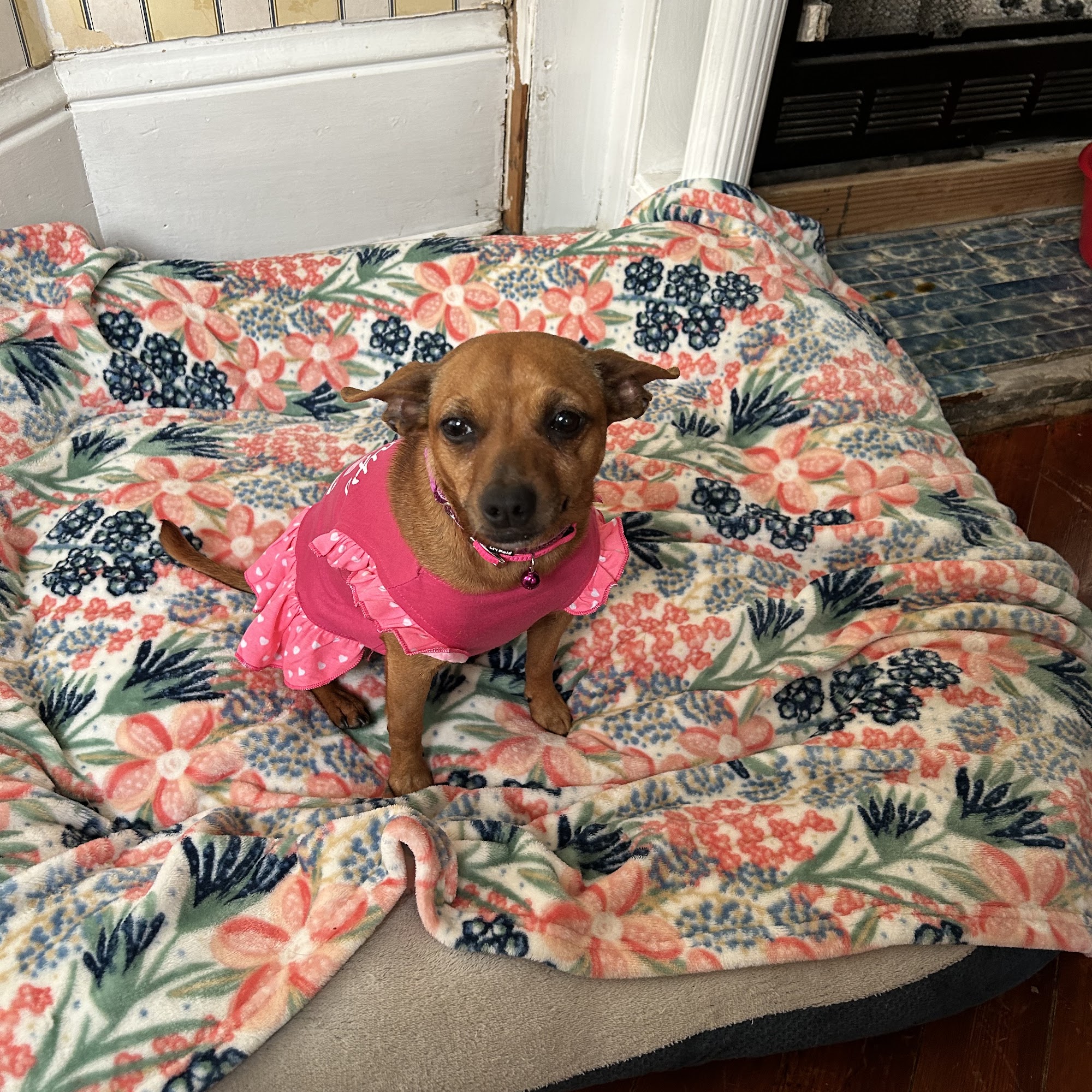 McComb Animal Hospital Mccomb