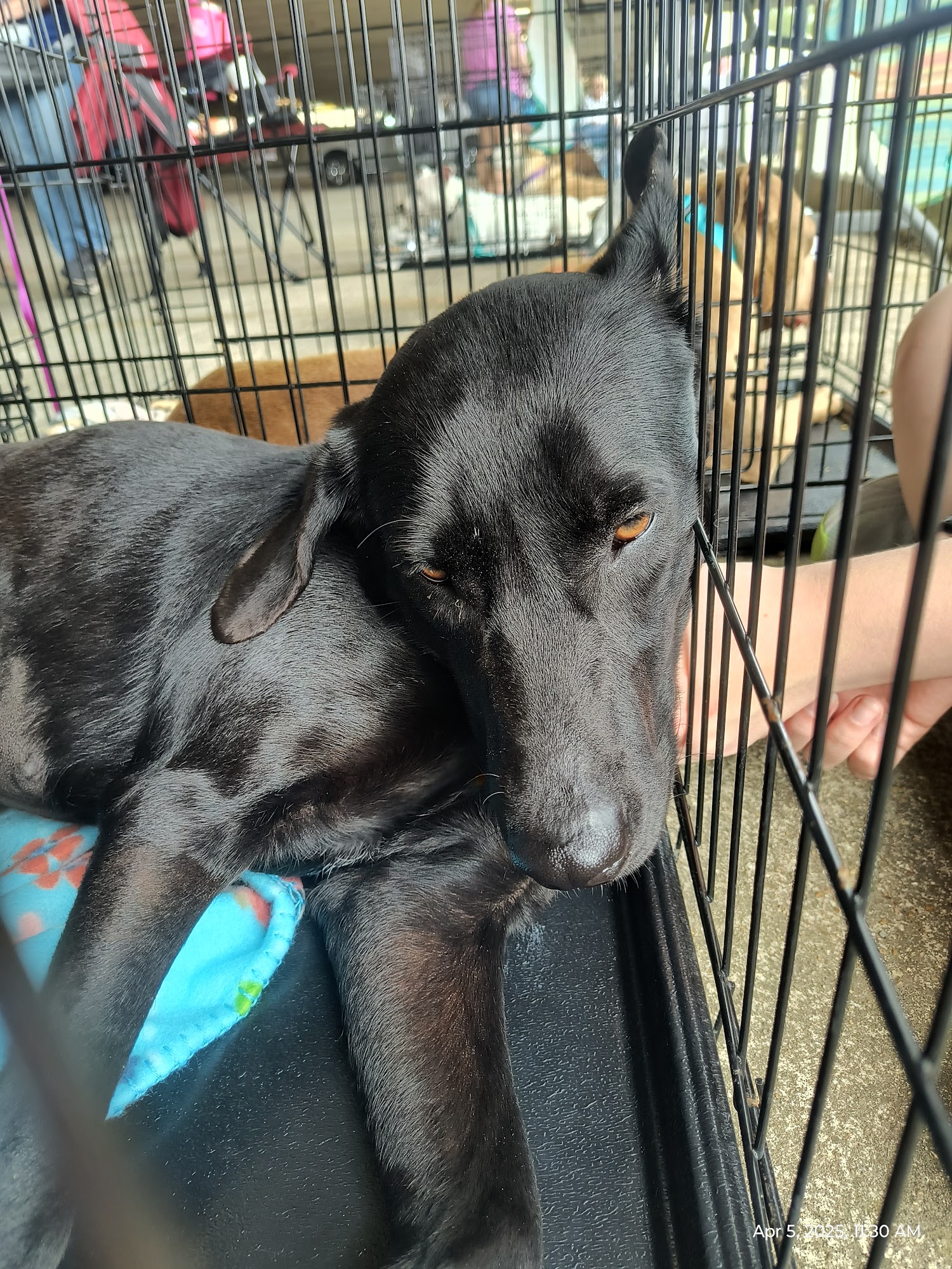 Mc Comb Animal Shelter Mccomb