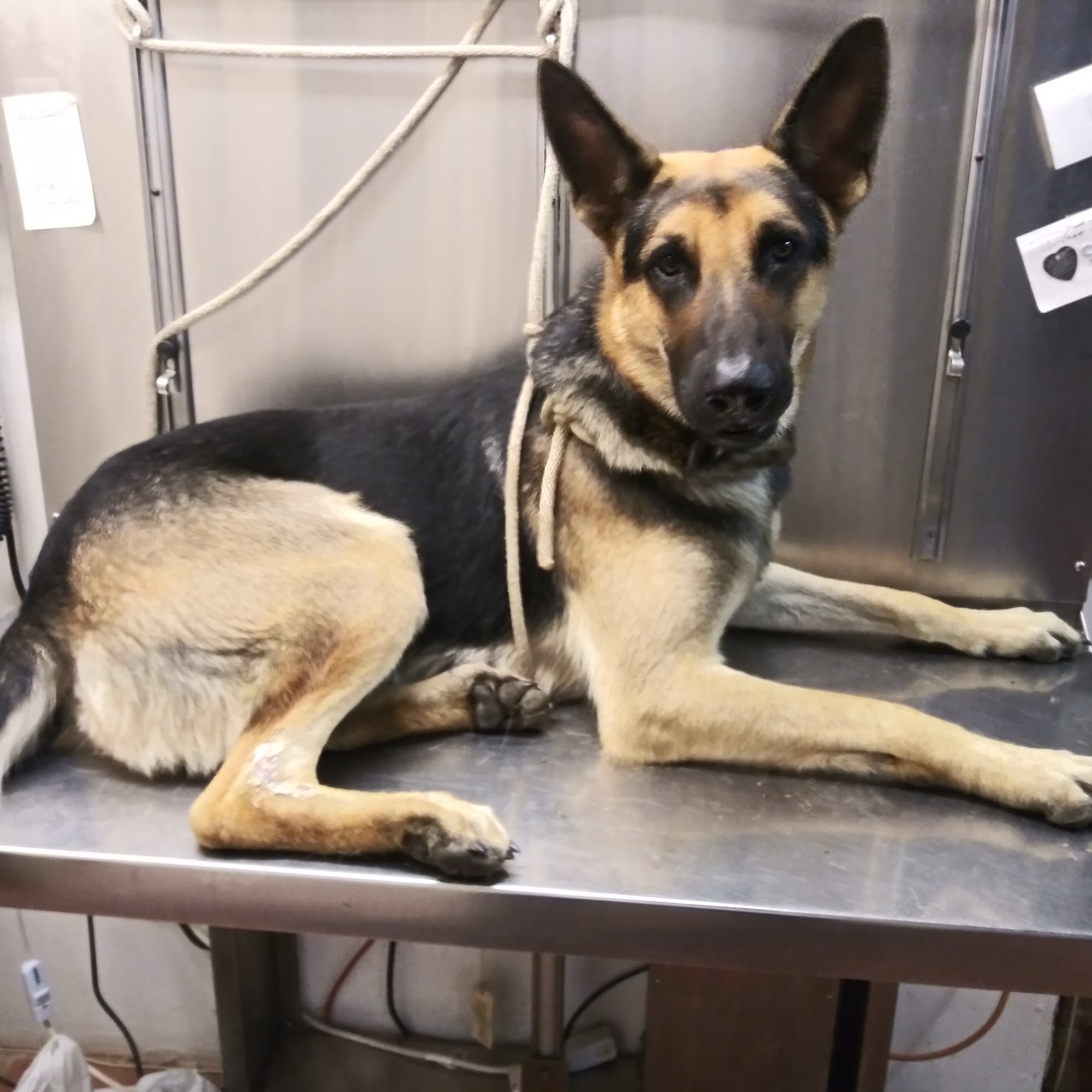 Franklin Veterinary Center Meadville