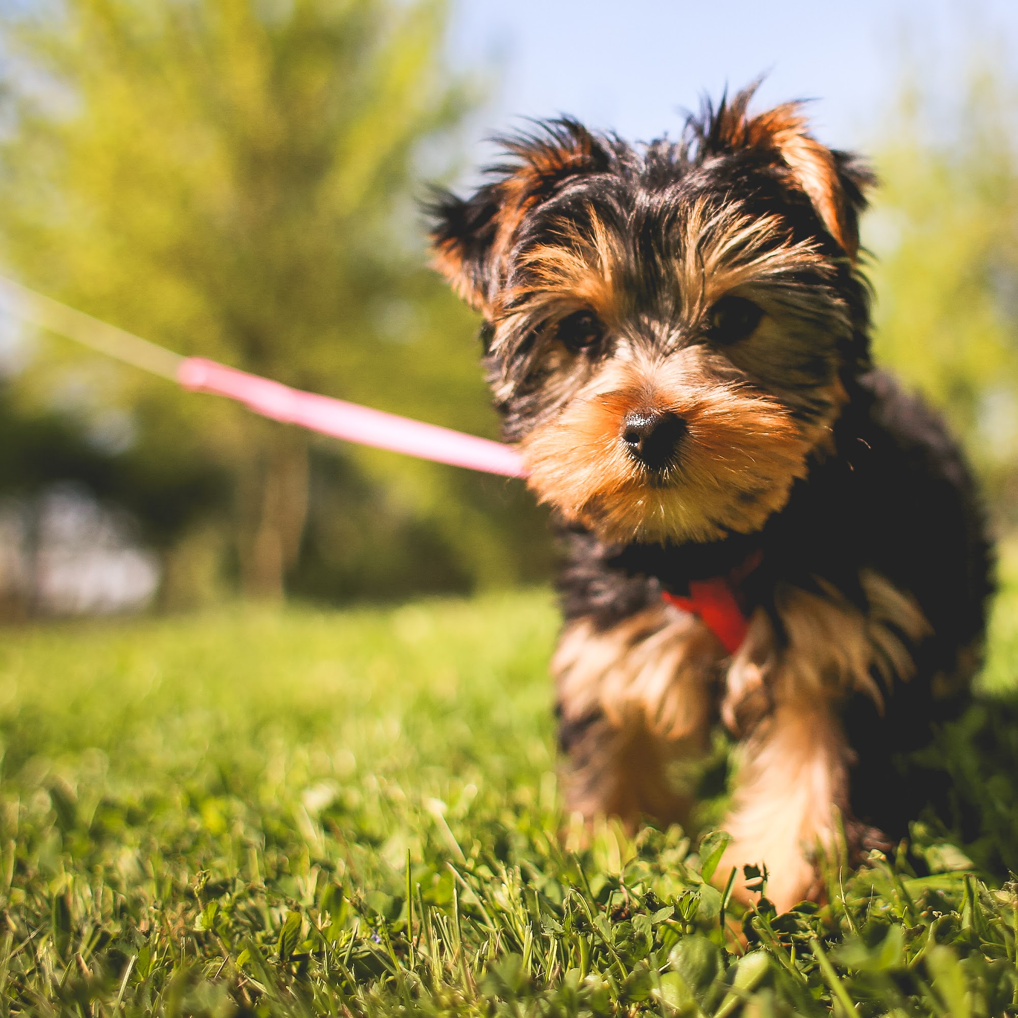 Meridian Animal Clinic Meridian