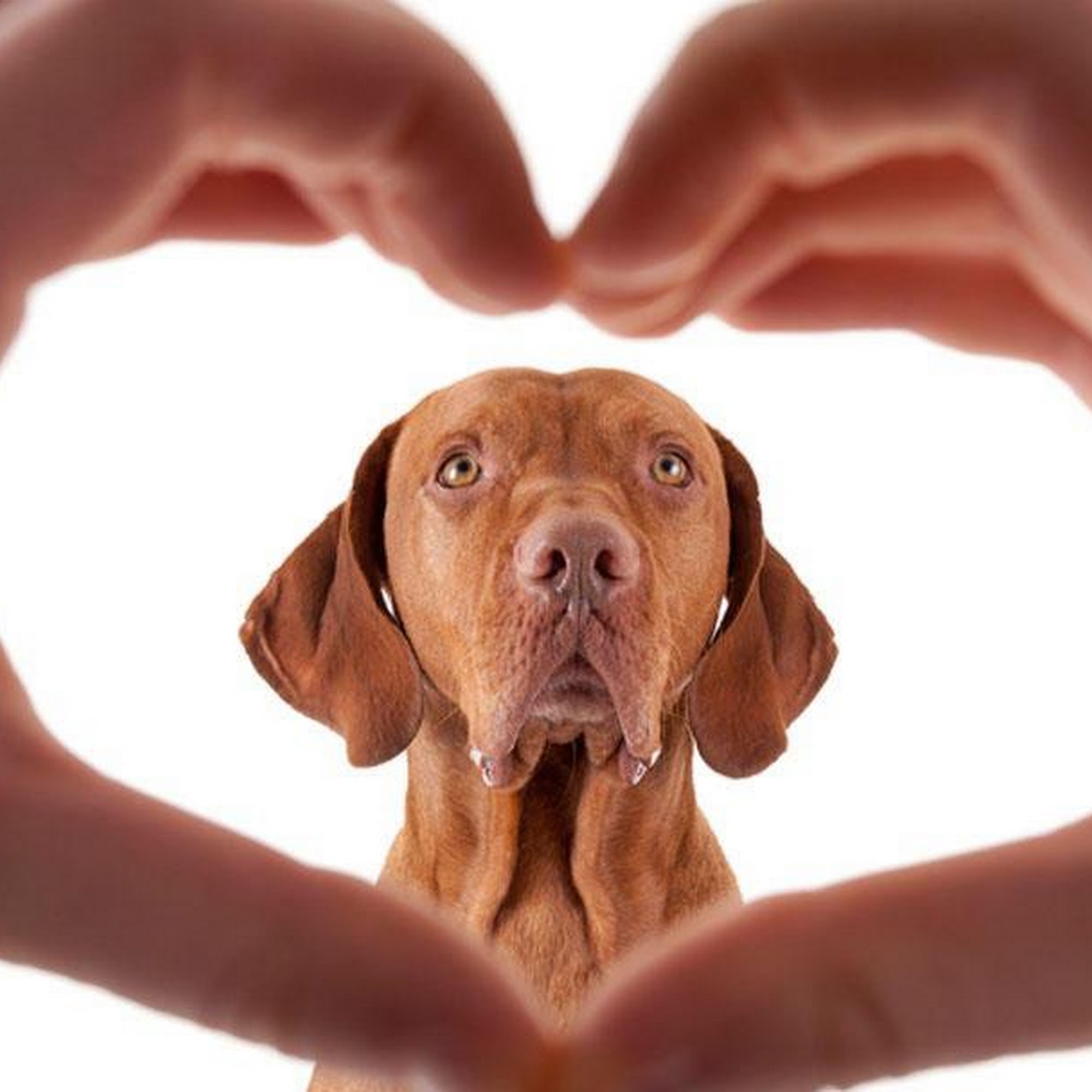 Till-Newell Animal Hospital Meridian