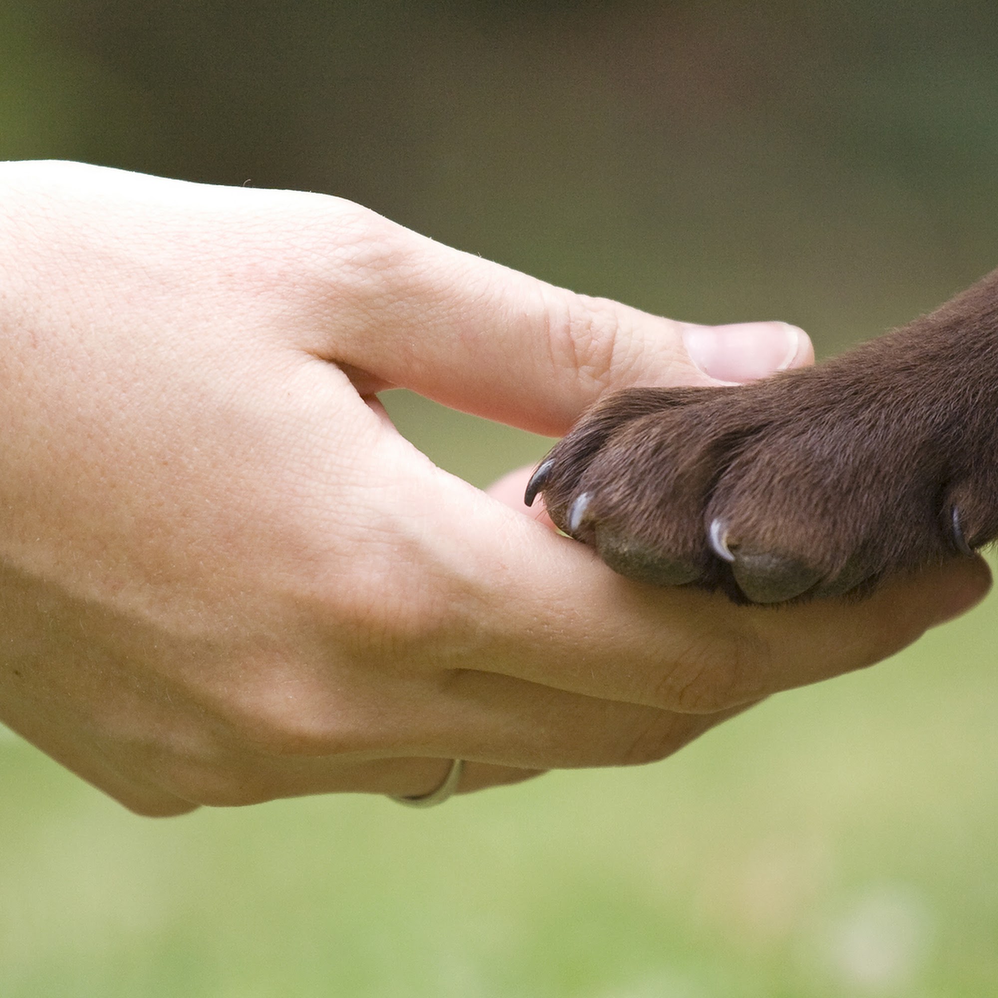 Poplar Springs Animal Hospital Meridian
