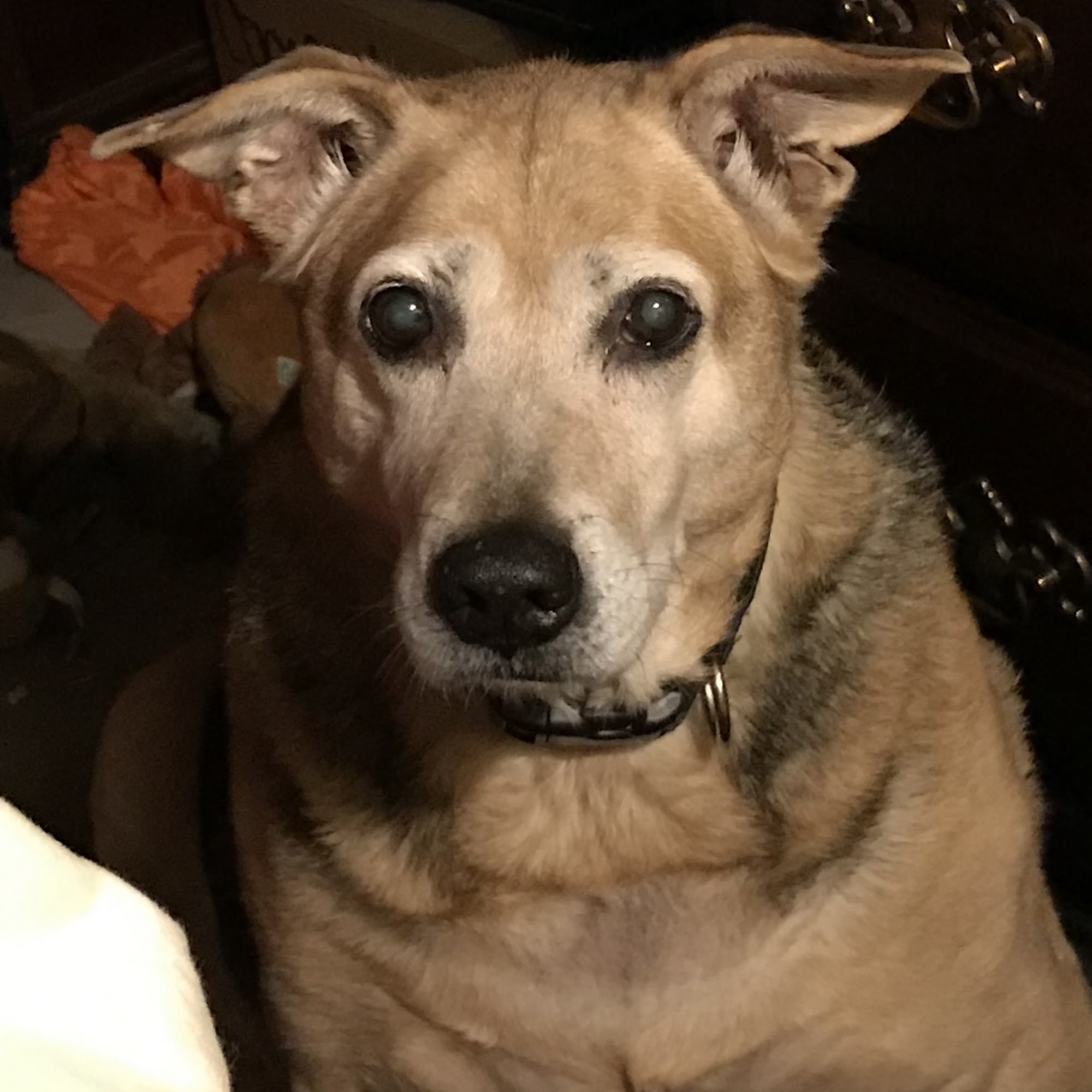 Meridian Animal Care Center Meridian