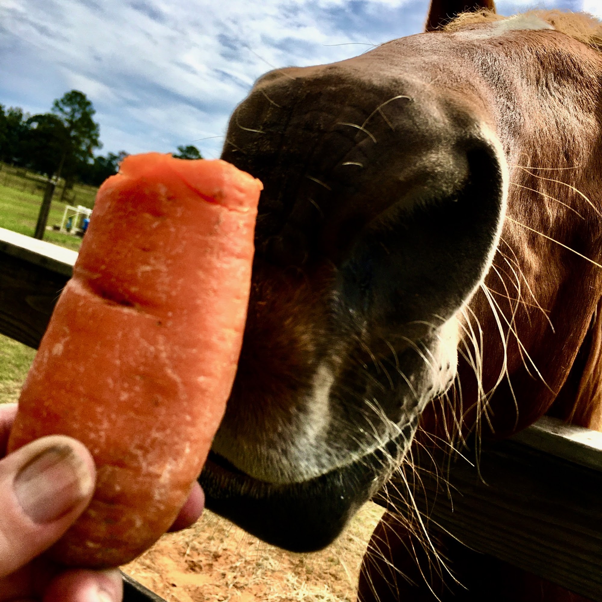 Escatawpa Animal Clinic Moss Point
