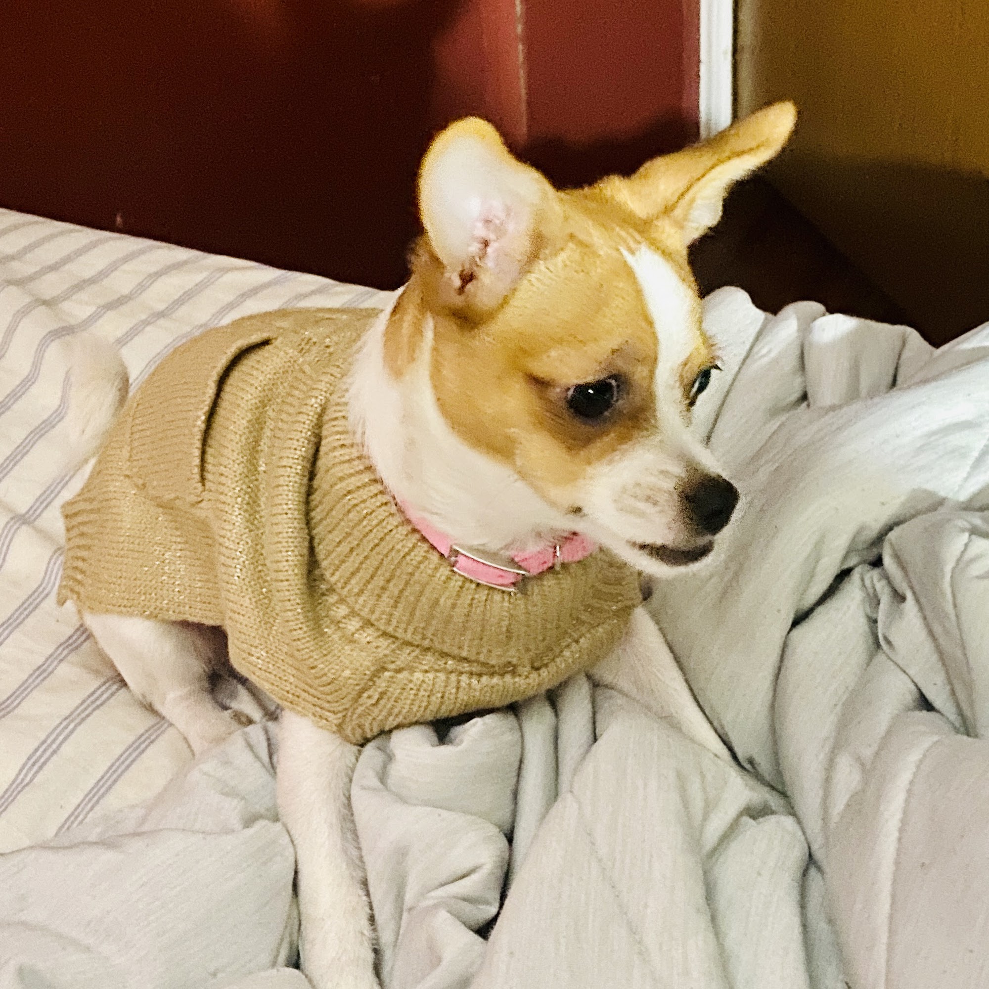 Roberts Small Animal Clinic Moss Point