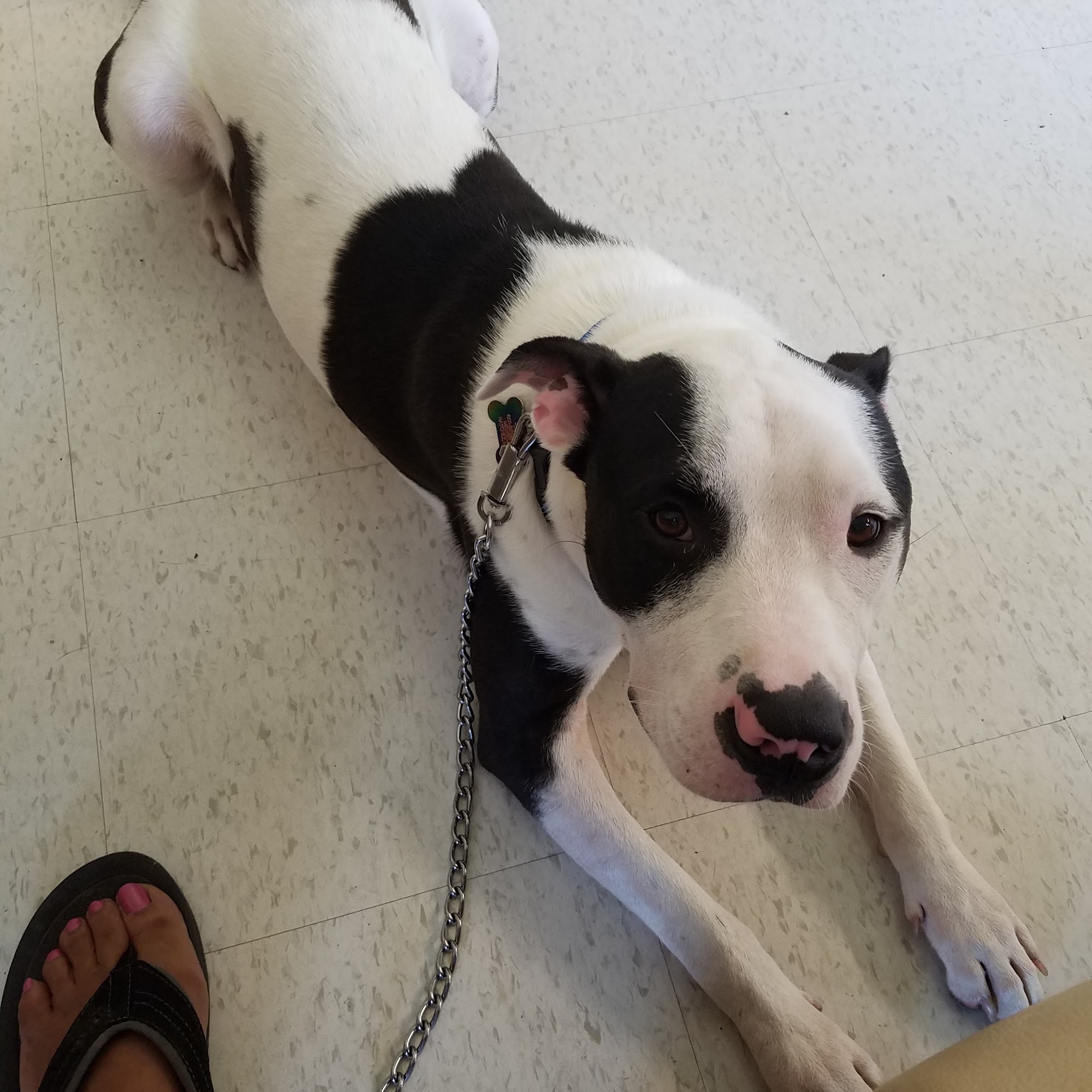 Animal Medical Center Natchez