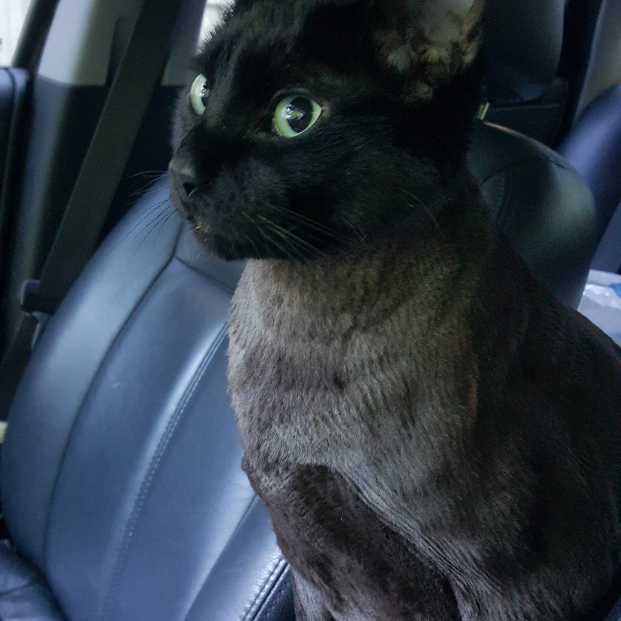 Dunkerron Animal Hospital Natchez