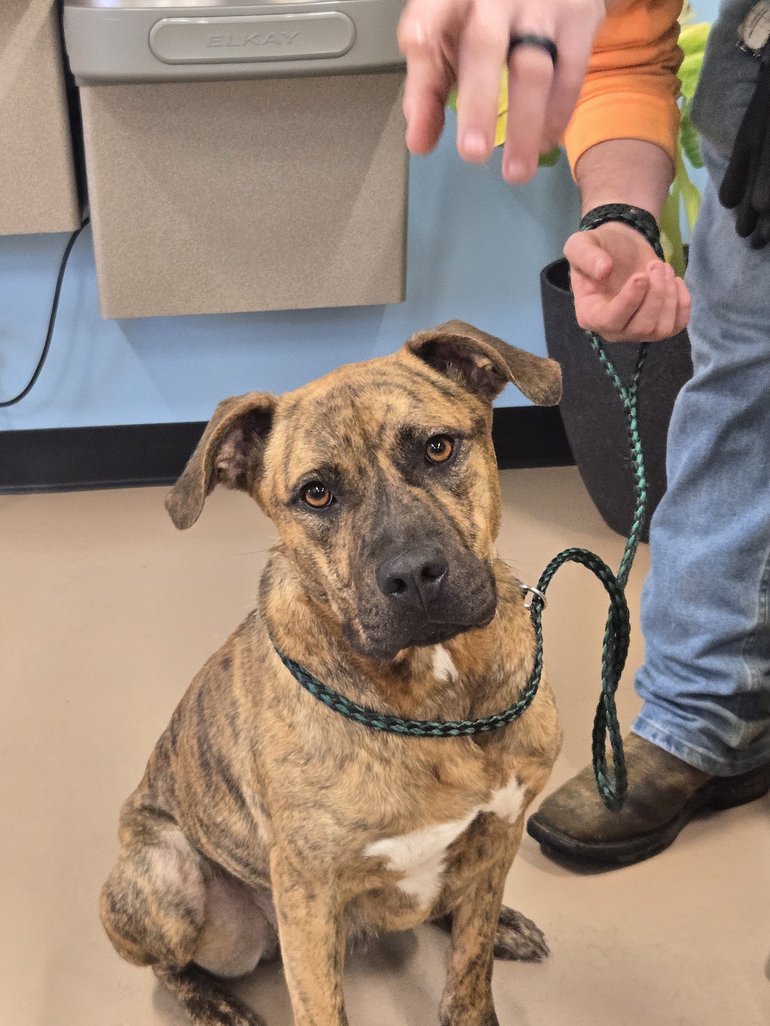 City of Hernando Animal Shelter Nesbit