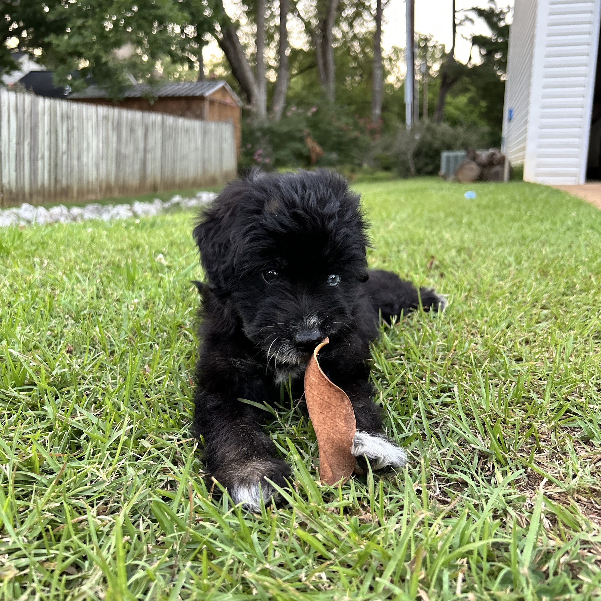 New Albany Animal Clinic New Albany