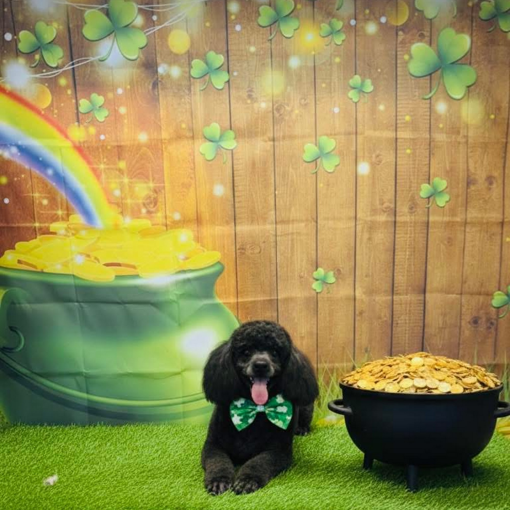 Flawless Pet Salon New Albany