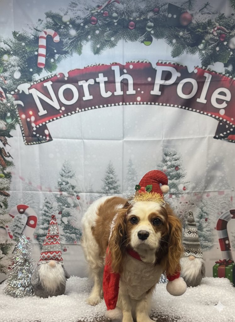 Flawless Pet Salon New Albany