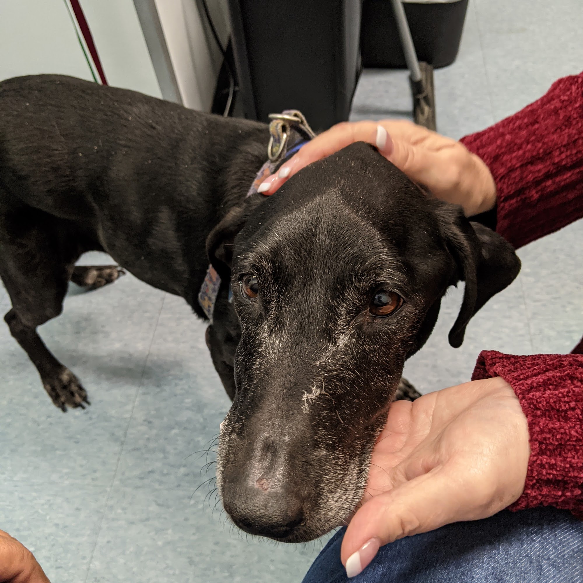 Bienville Animal Medical Center Ocean Springs