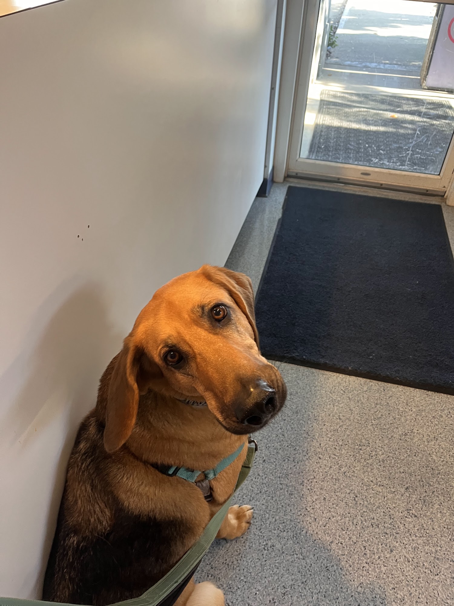 Bienville Animal Medical Center Ocean Springs