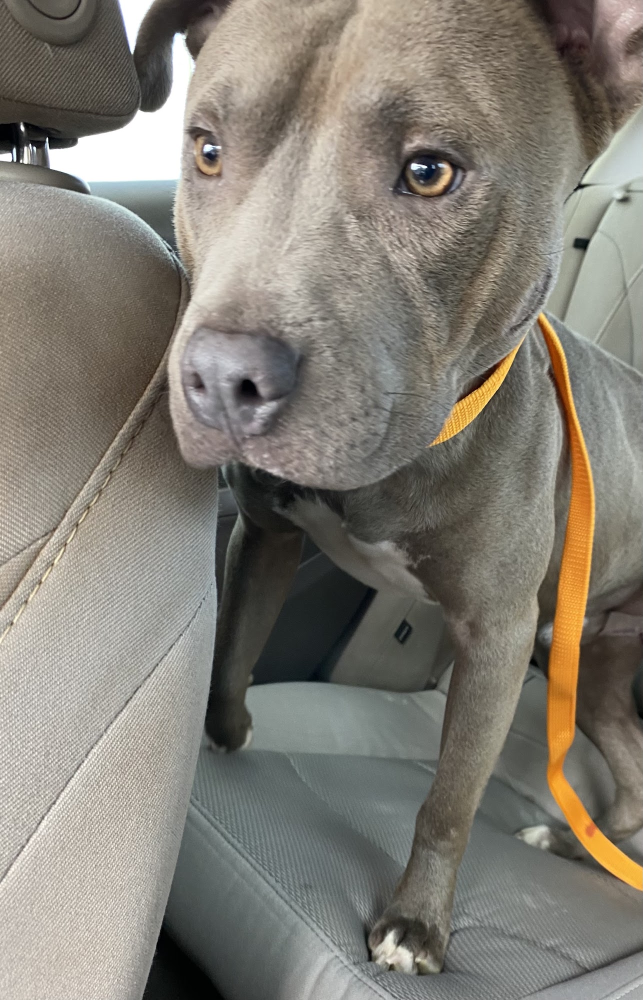 Big Ridge Veterinary Hospital Ocean Springs