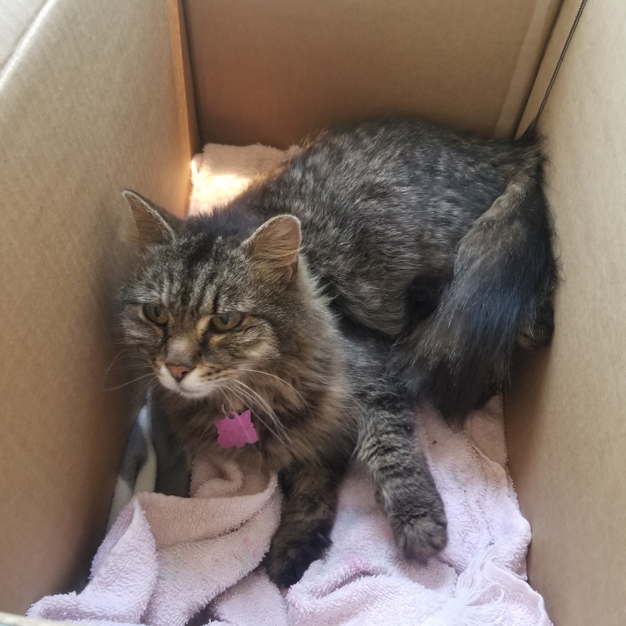 Big Ridge Veterinary Hospital Ocean Springs