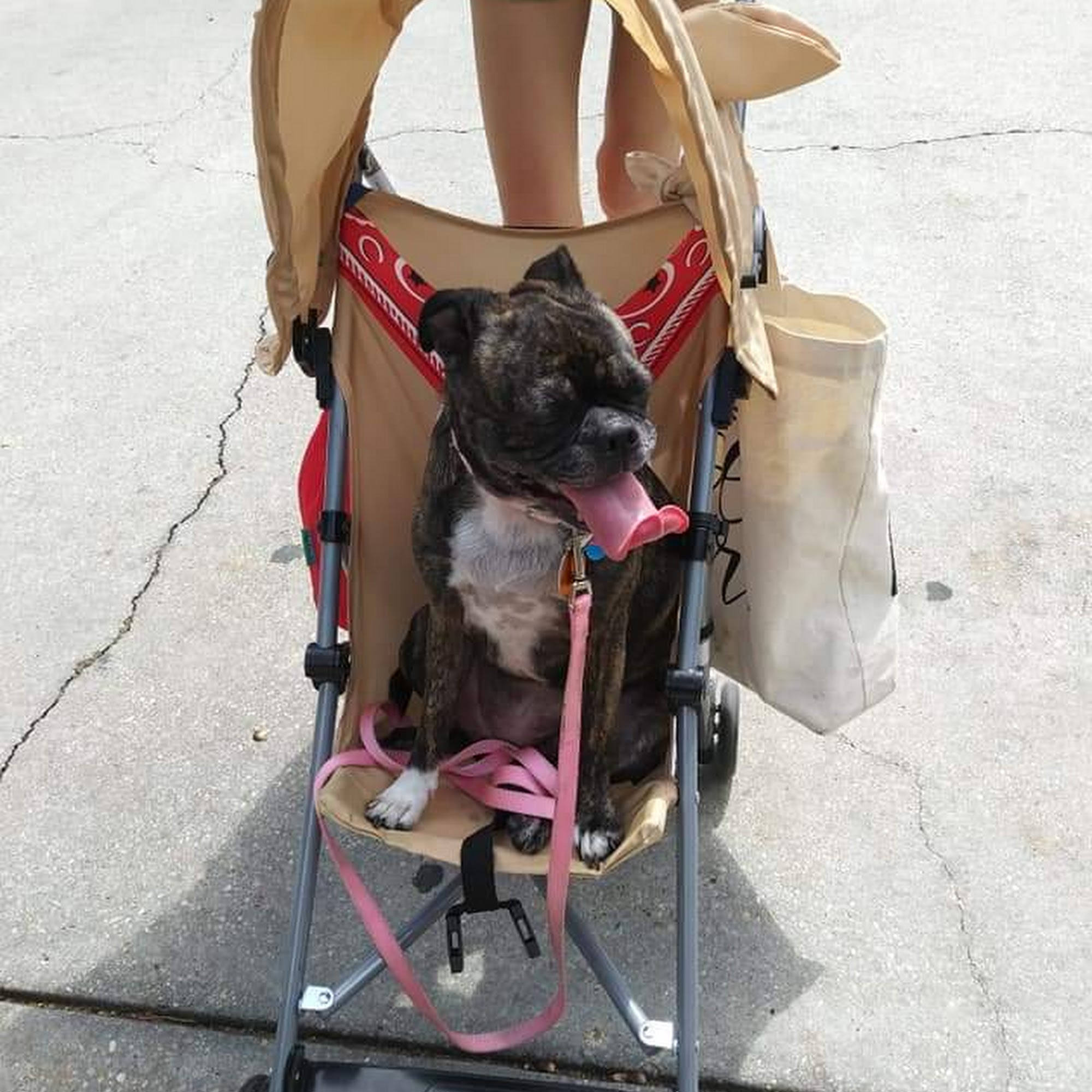 Ocean Springs Animal Hospital Ocean Springs