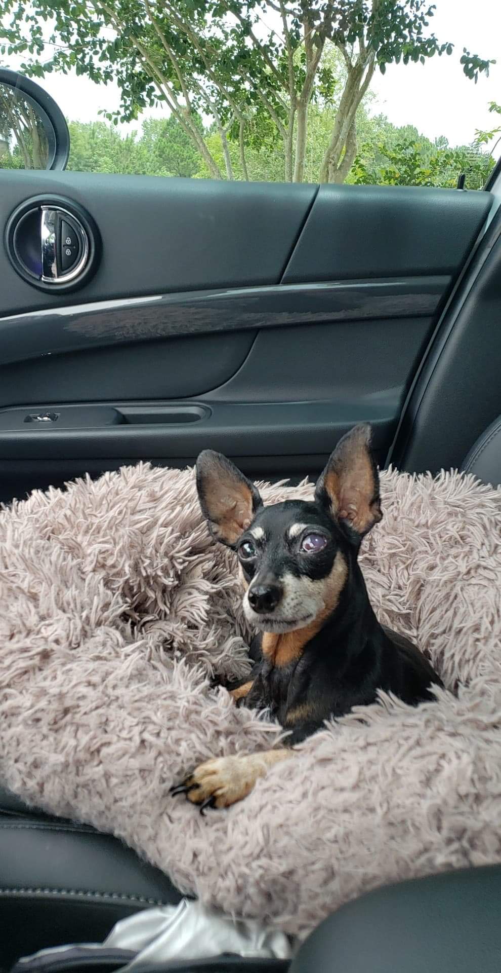 Mississippi Veterinary Ophthalmology Specialists Ocean Springs