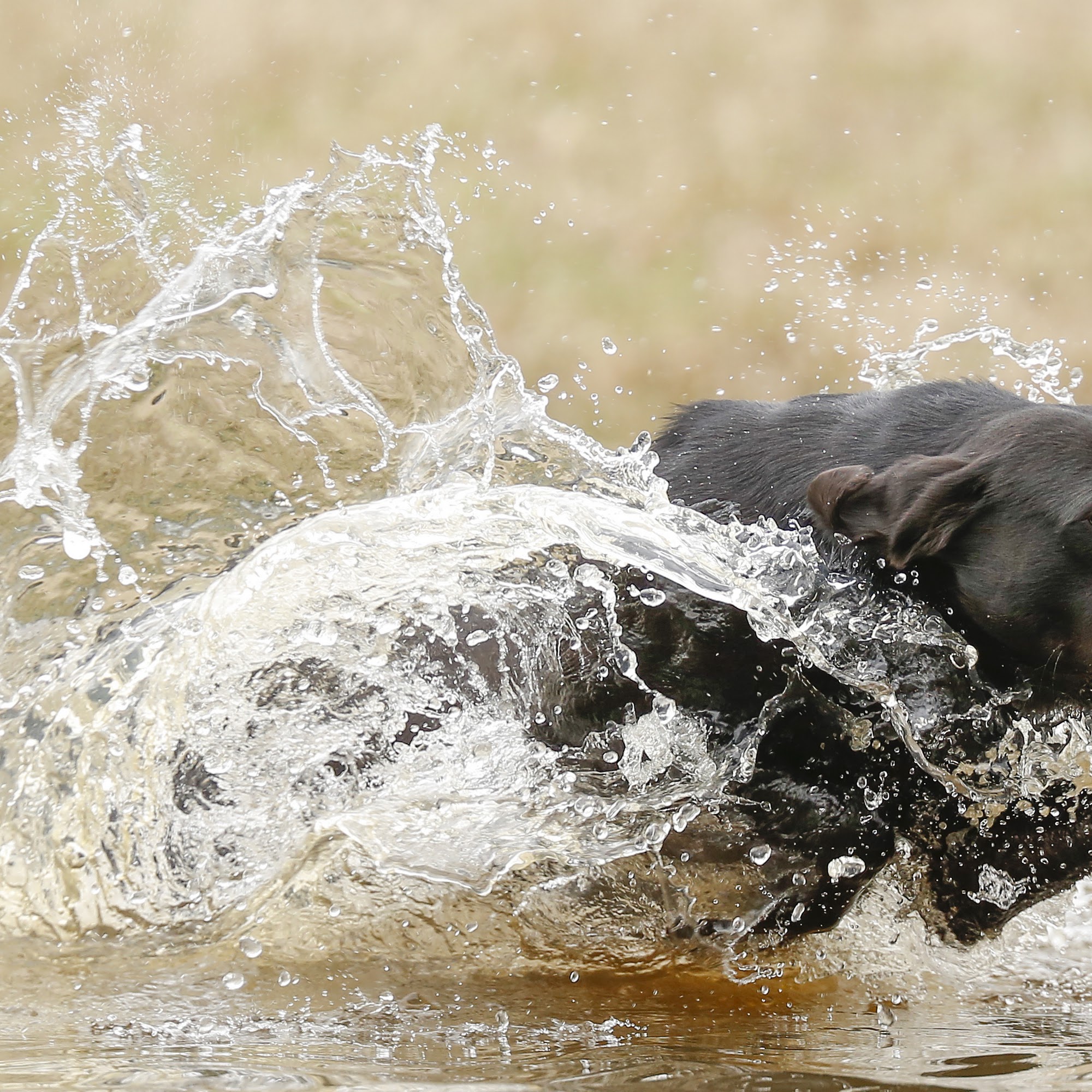 Mississippi Veterinary Ophthalmology Specialists Ocean Springs