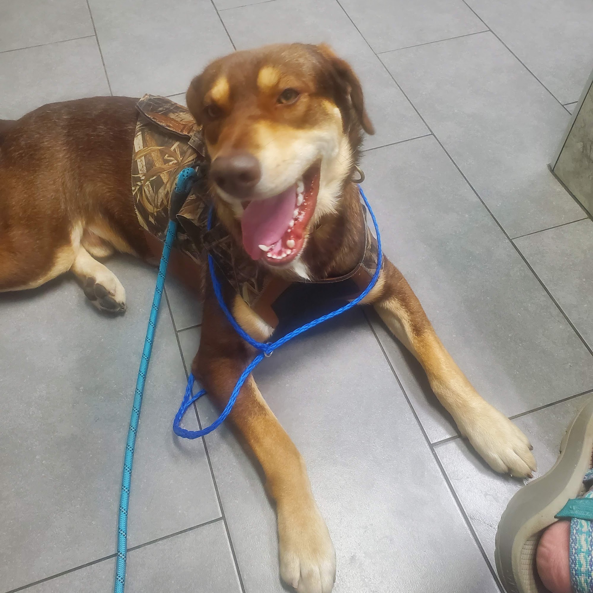 All Animal Hospital Olive Branch