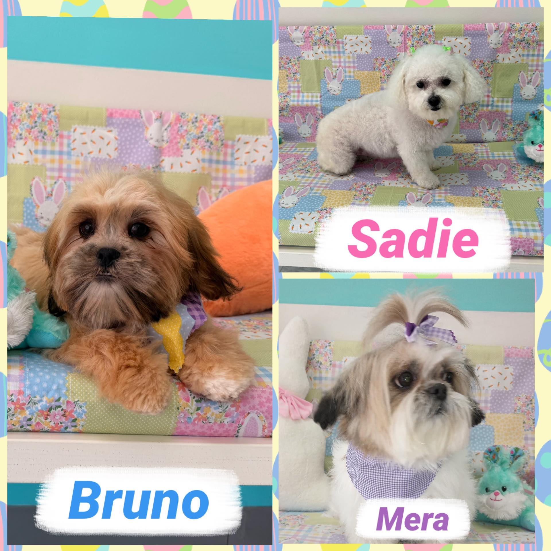 Pampered Paws Pet Grooming Olive Branch