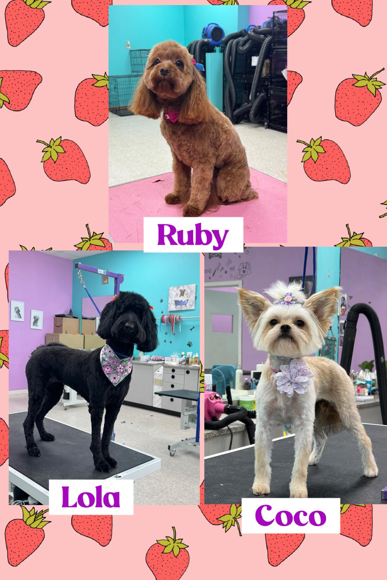 Pampered Paws Pet Grooming Olive Branch