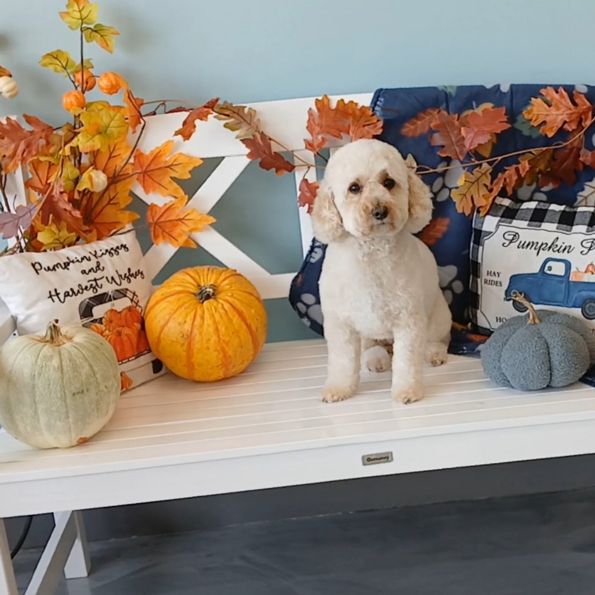 Pampered Paws Pet Grooming Olive Branch