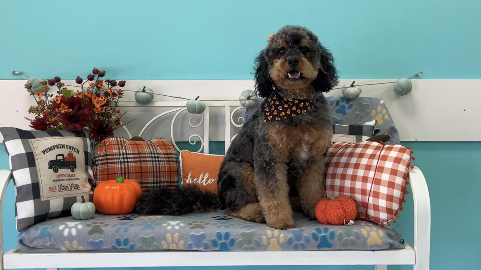 Pampered Paws Pet Grooming Olive Branch