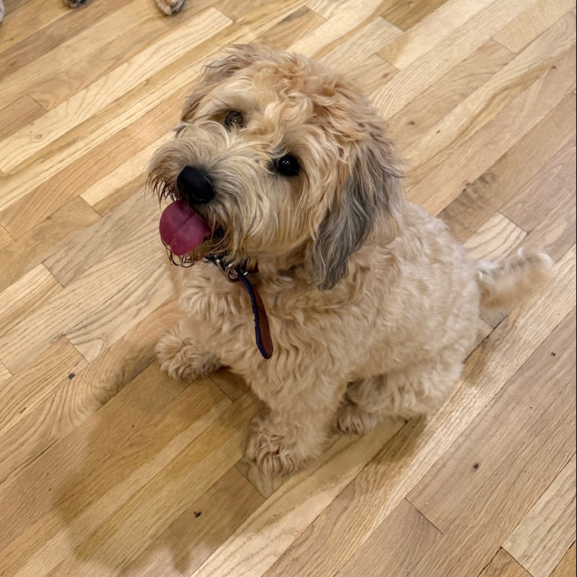 DELTADOG OXFORD Oxford