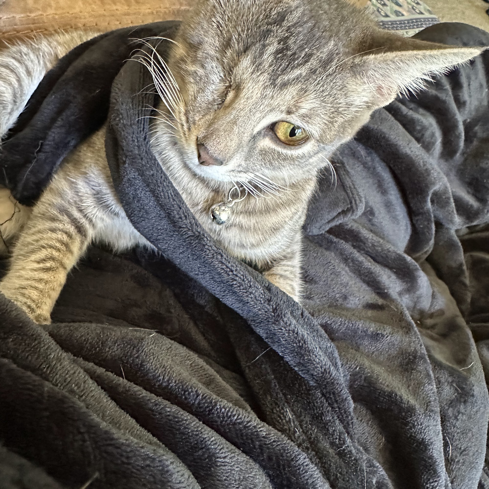 Tubb Spay and Neuter Project Oxford