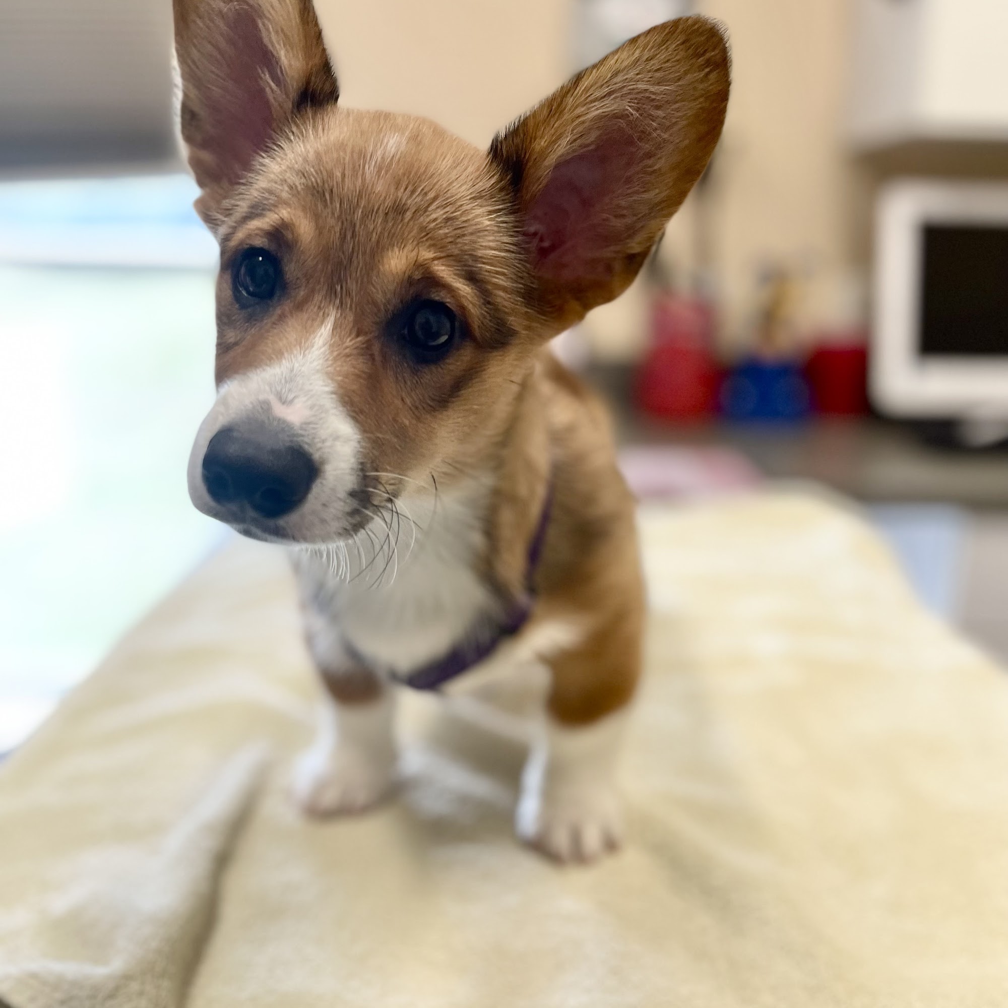 Live Oak Animal Hospital Pass Christian