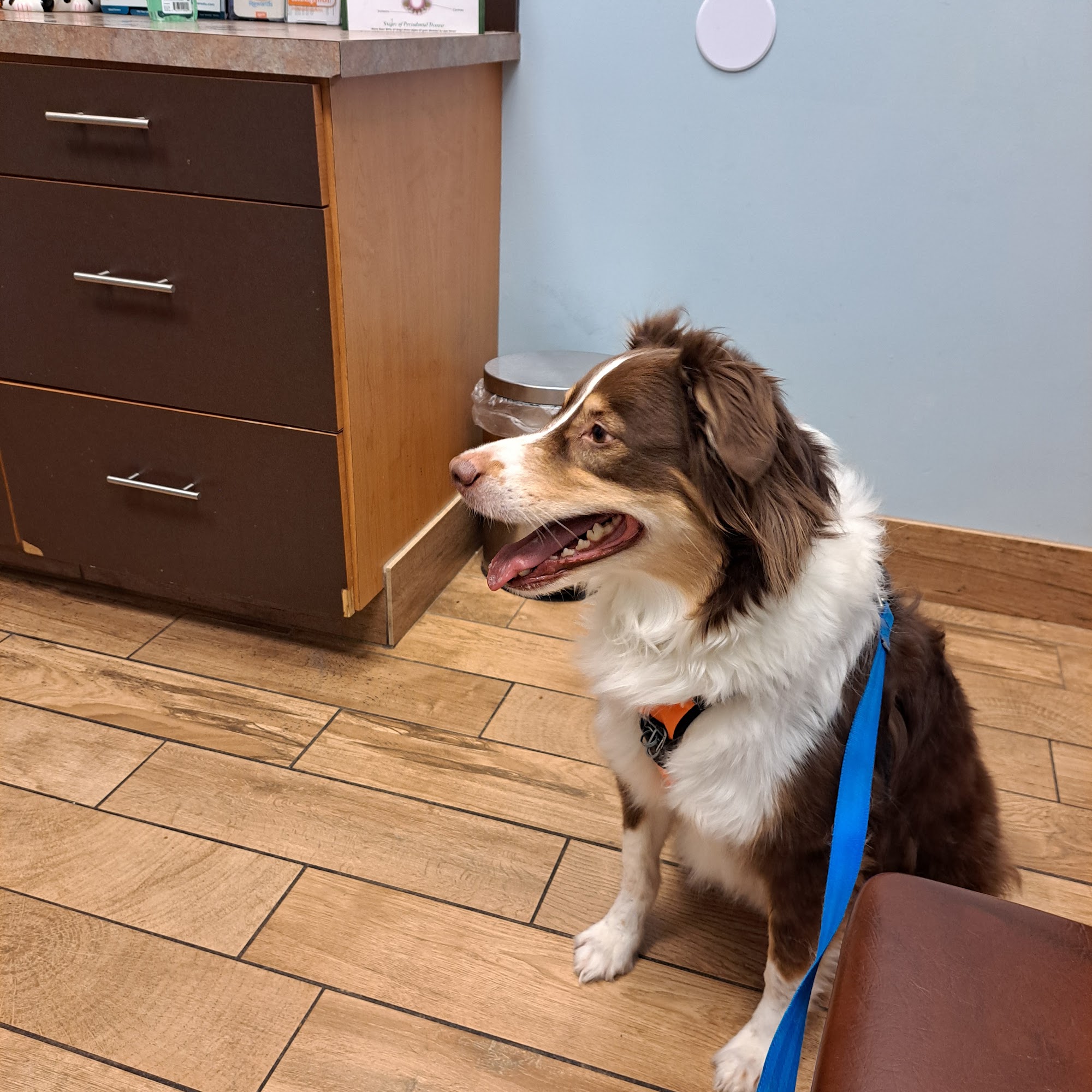 Animal Hospital of Diamondhead Pass Christian