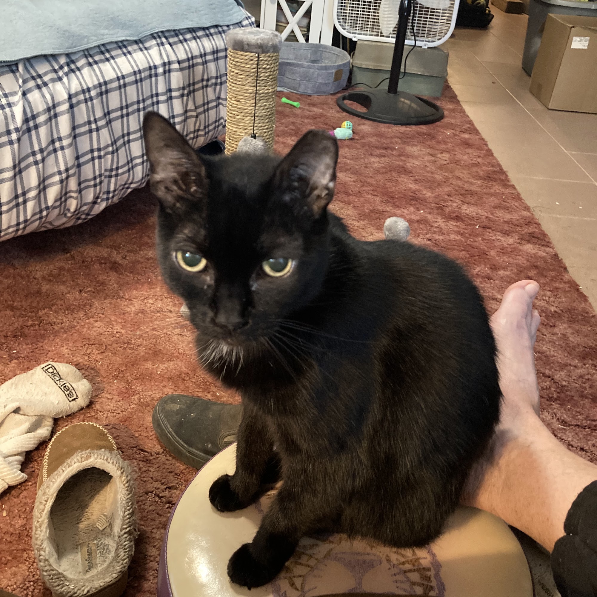 Rankin Animal Clinic Pearl