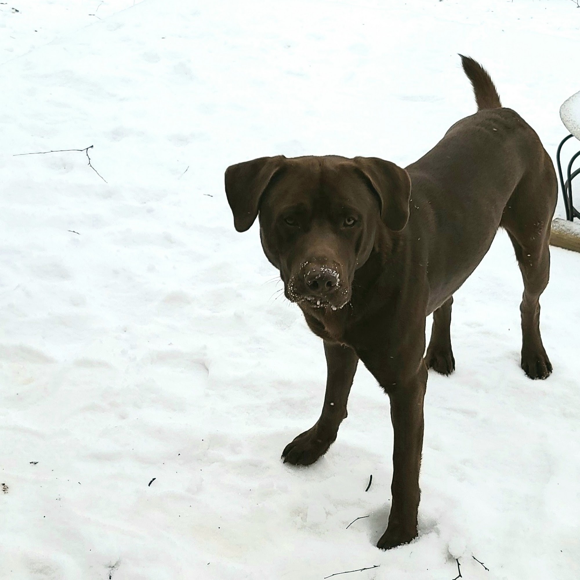 Crossgates Veterinary Clinic Pearl