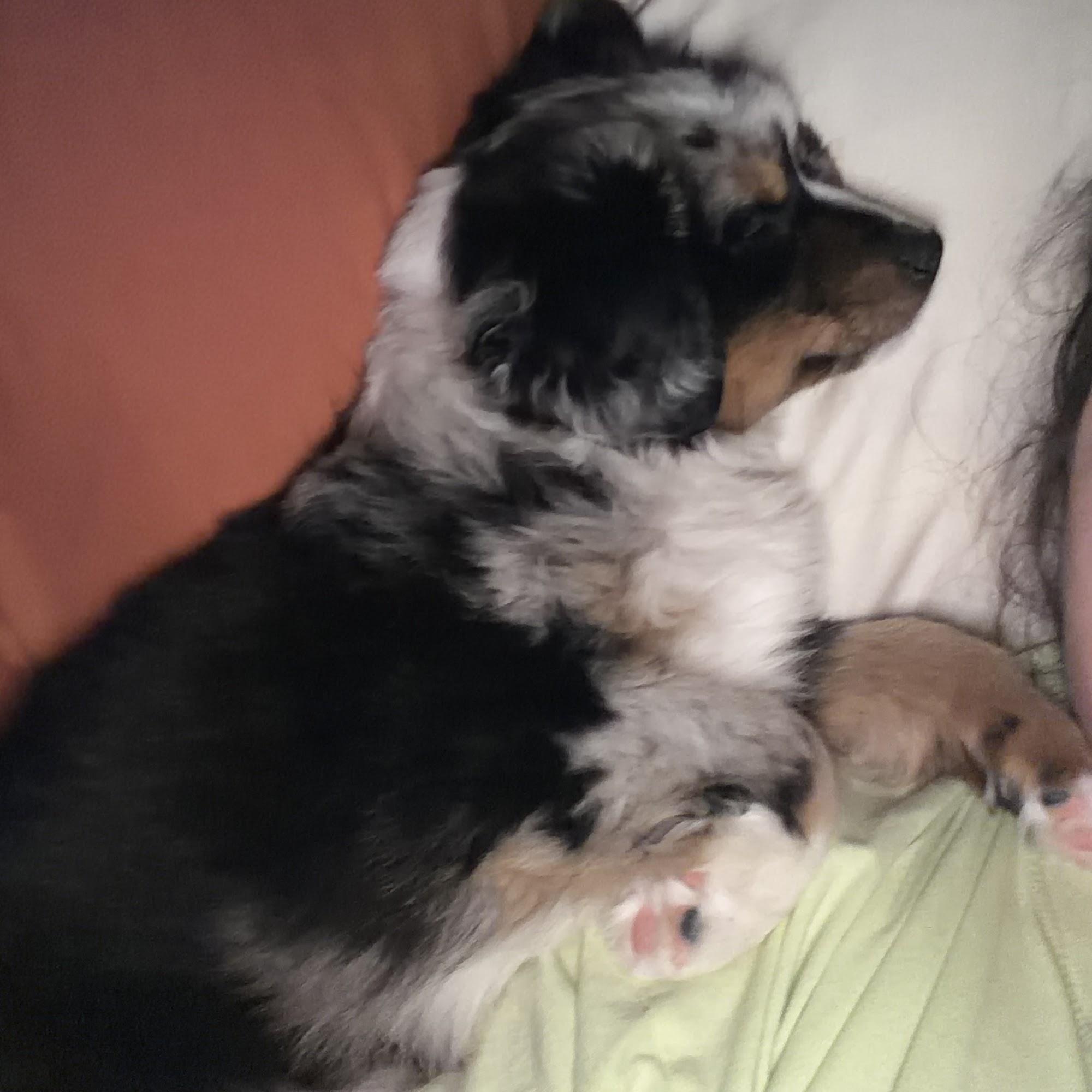 Petal Animal Clinic Petal