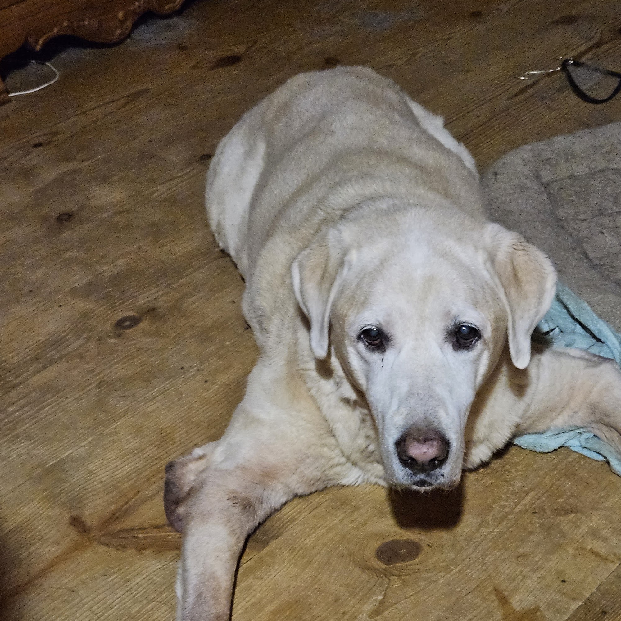 Northside Animal Clinic Philadelphia