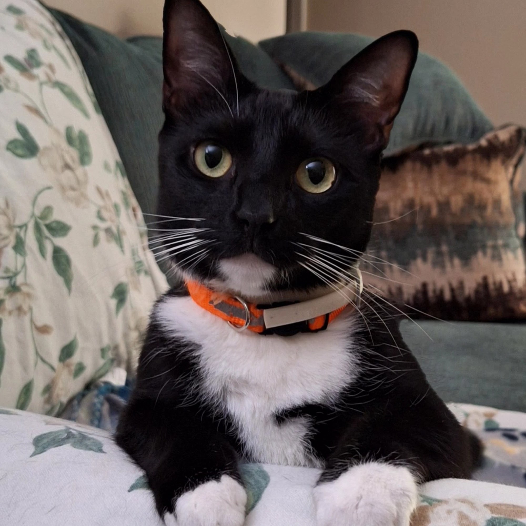 Leonard Animal Hospital Picayune