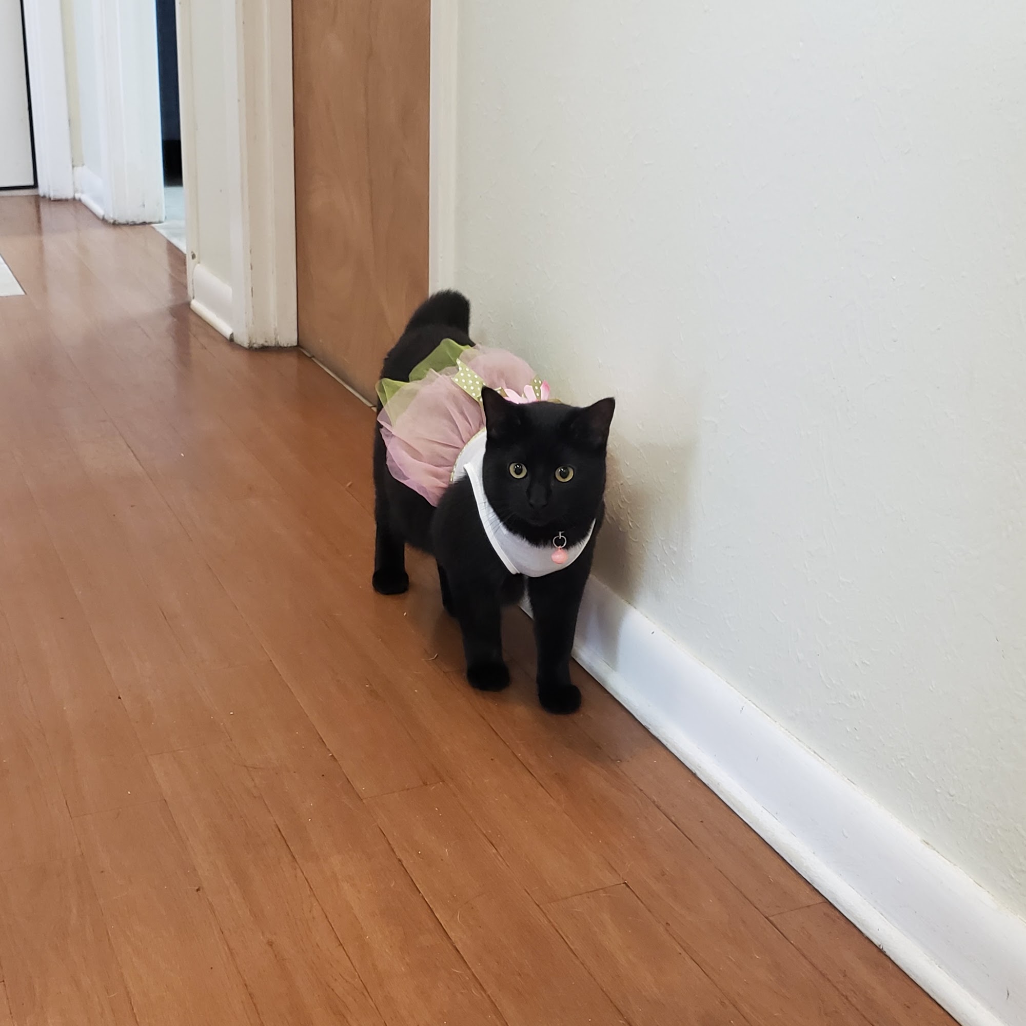 Watts Veterinary Services Picayune