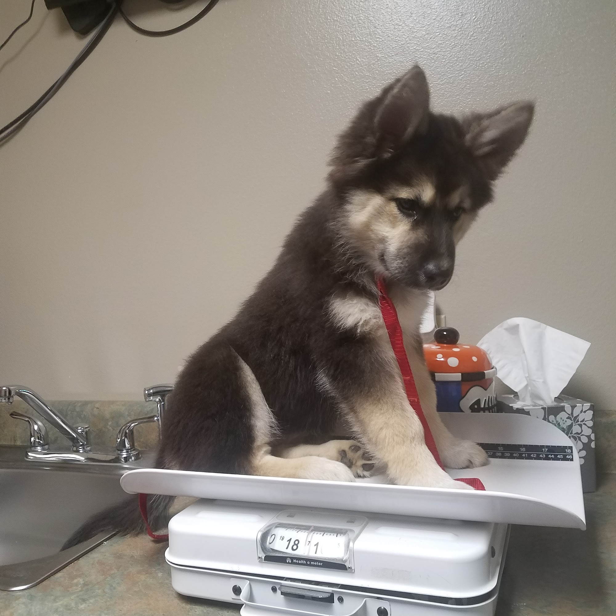 Picayune Veterinary Clinic: Peltier Tracey DVM Picayune