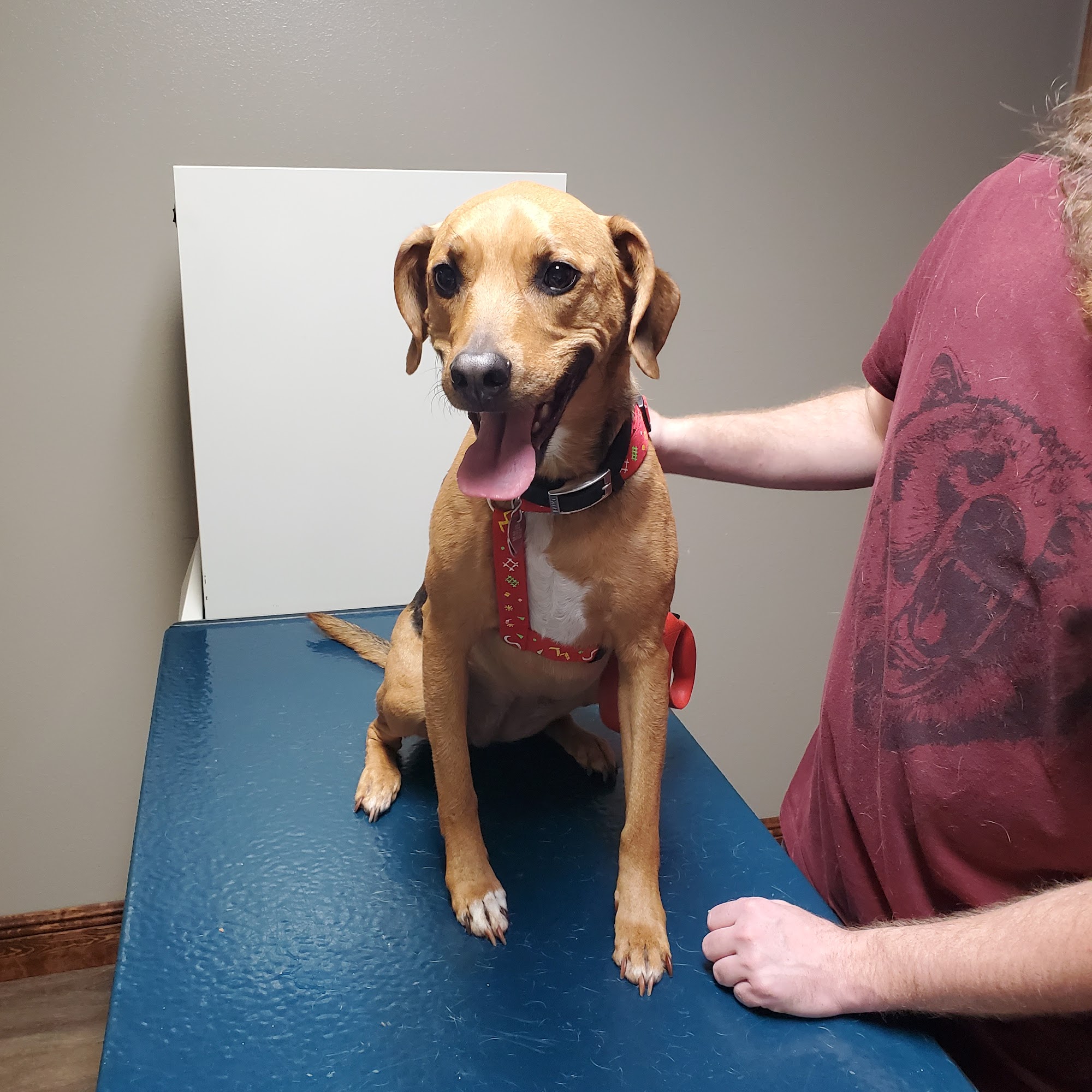 Picayune Veterinary Clinic Picayune