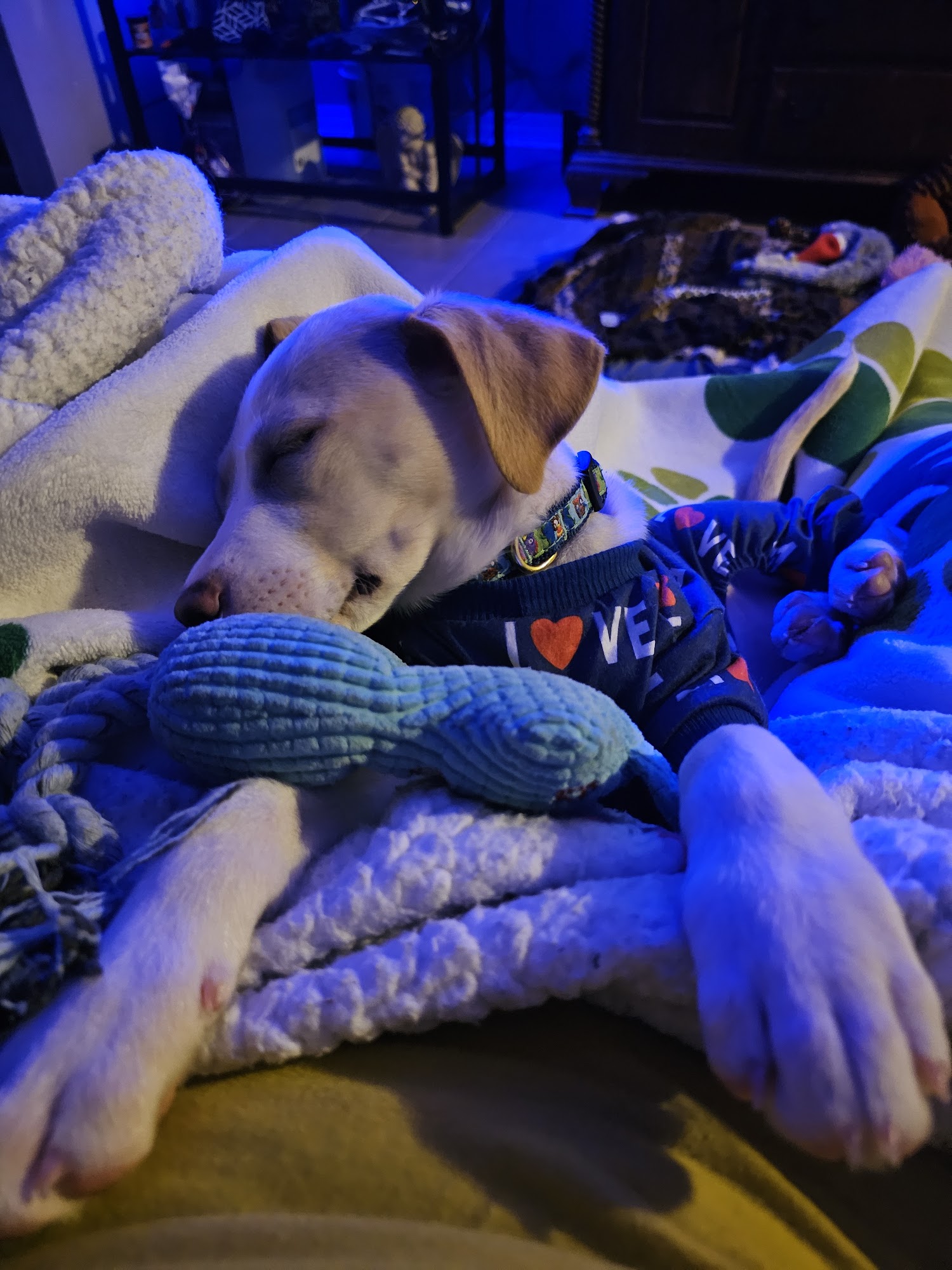 Pearl River County SPCA Picayune