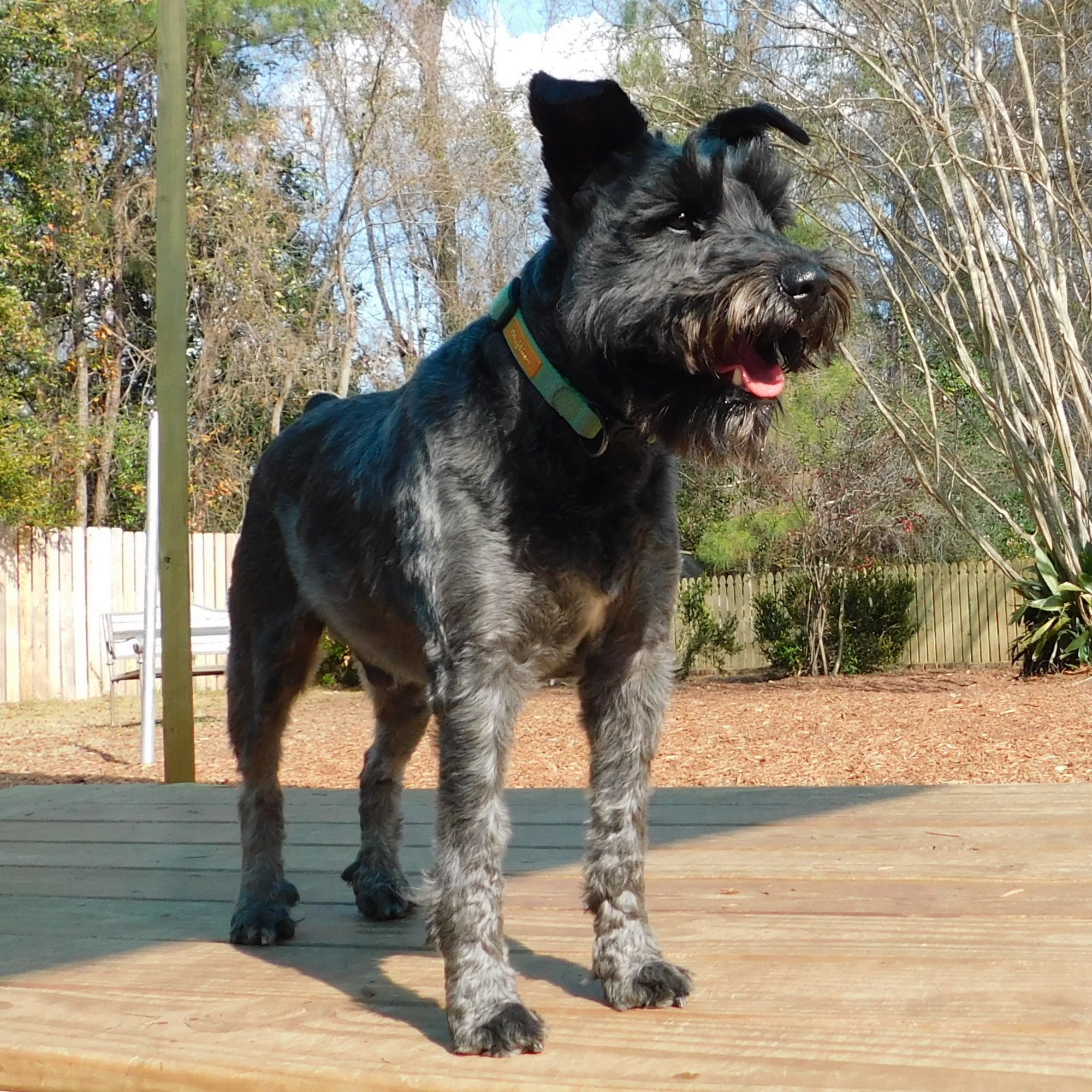 Barker's Cove Kennels and Grooming Picayune