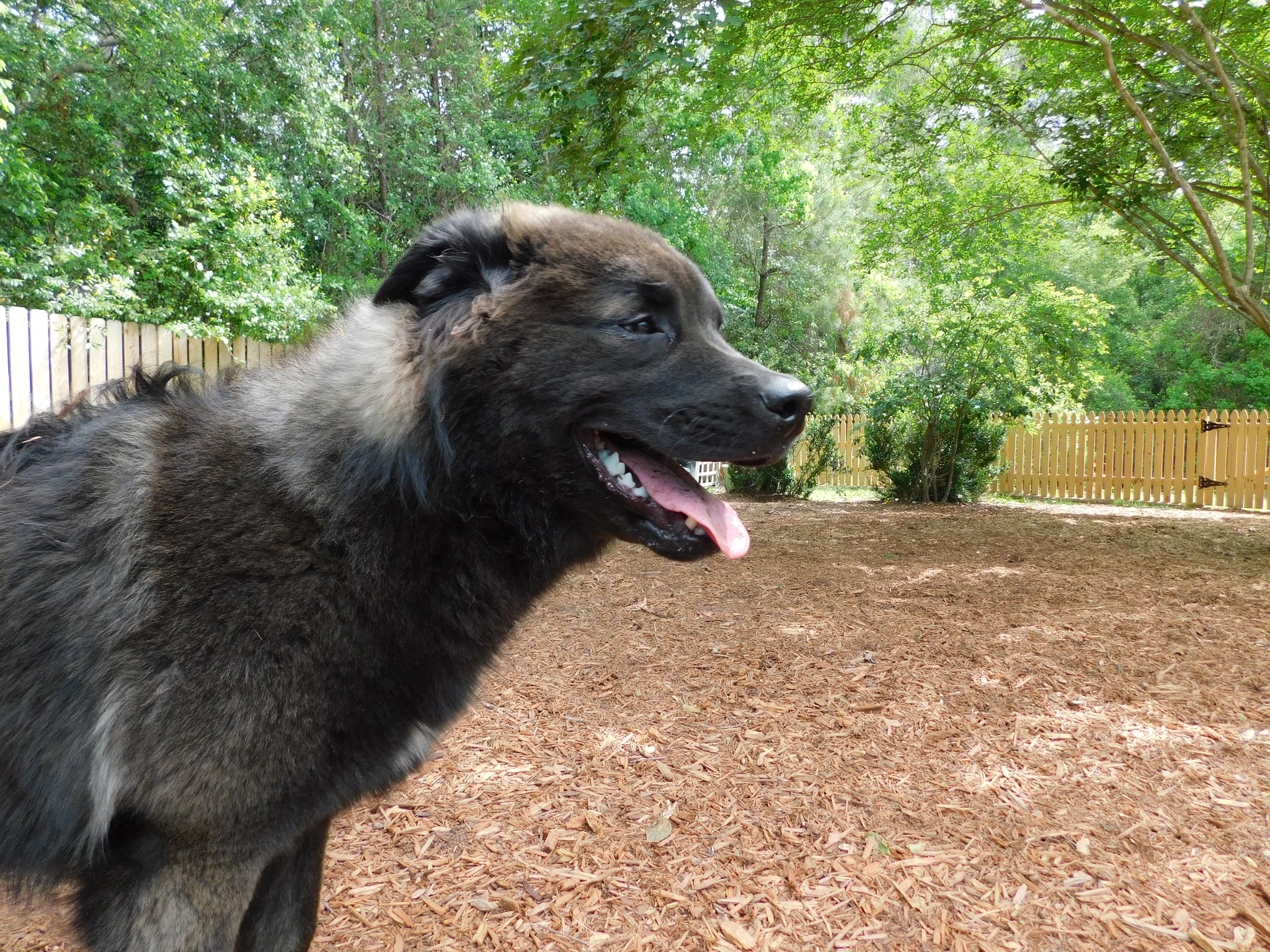 Barker's Cove Kennels and Grooming Picayune