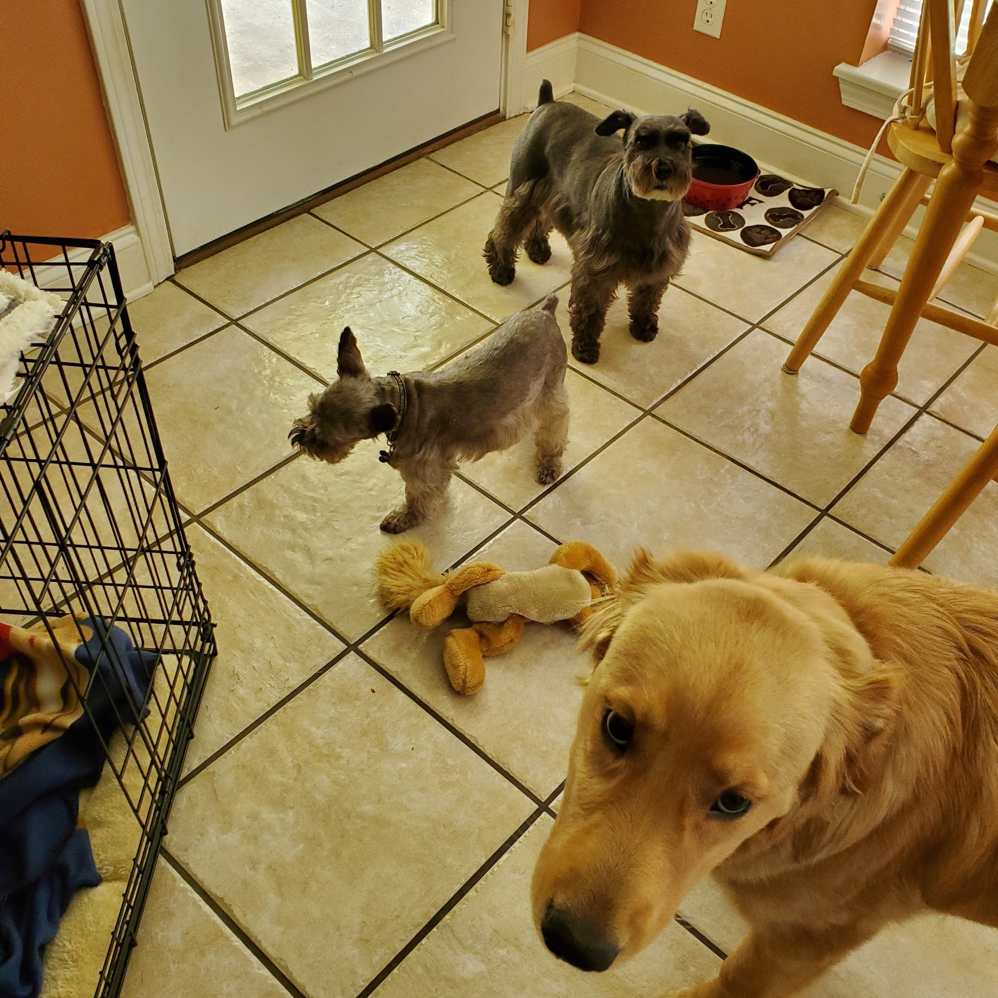 Animal House Kennels By Brenda Picayune