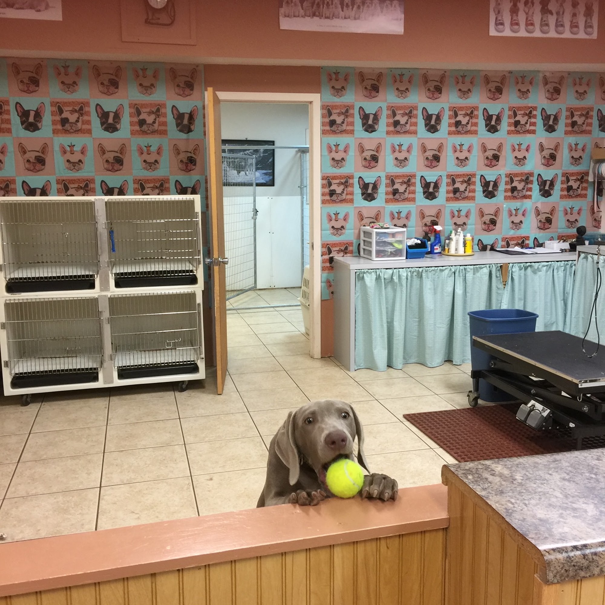 Sue's Pet Grooming Picayune