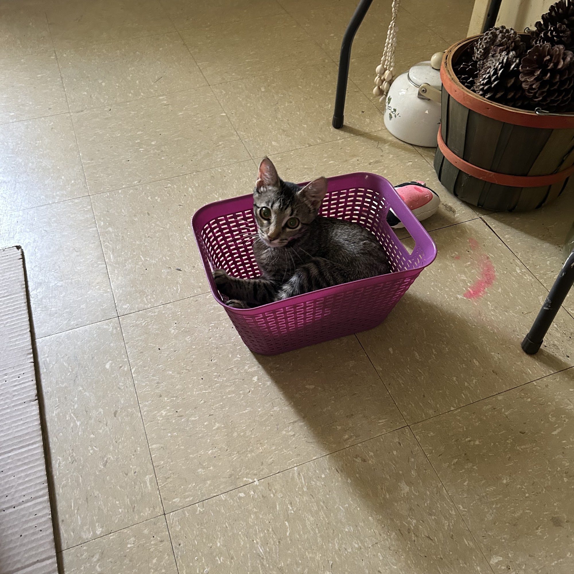 Richland Veterinary Clinic Richland