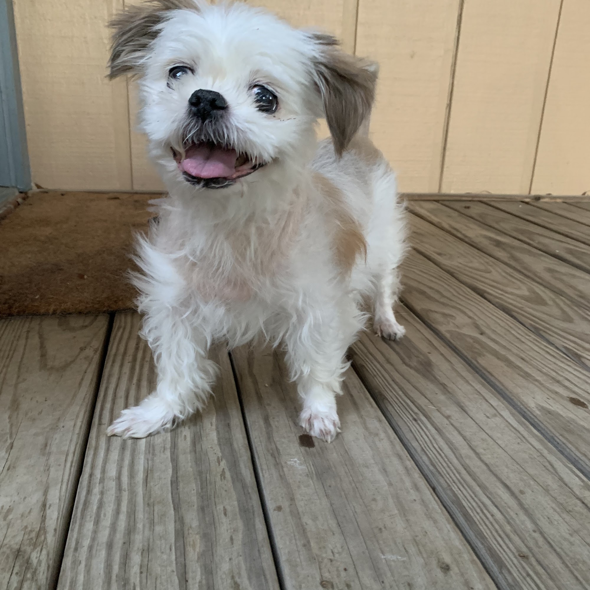 Madison Ridgeland Animal Hospital Ridgeland